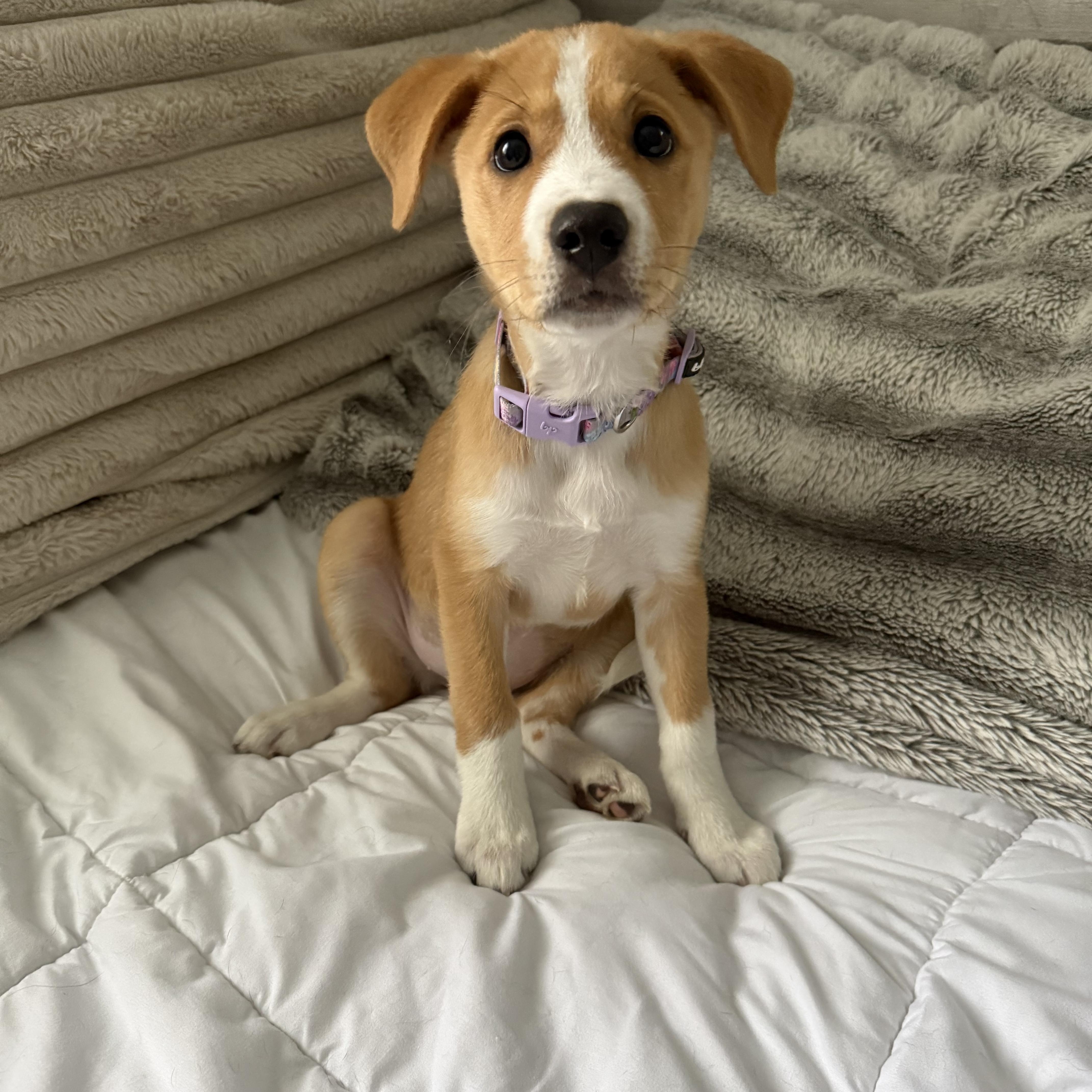 Delilah, adopted, Puppy Female Collie.