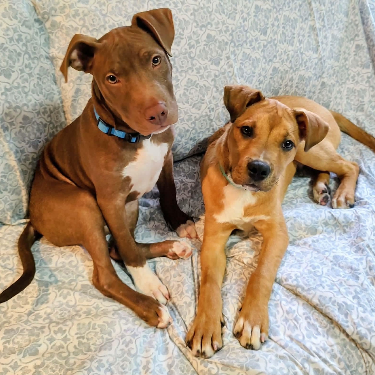 Tyson, ADOPTABLE, Puppy Male Labrador Retriever & Hound.