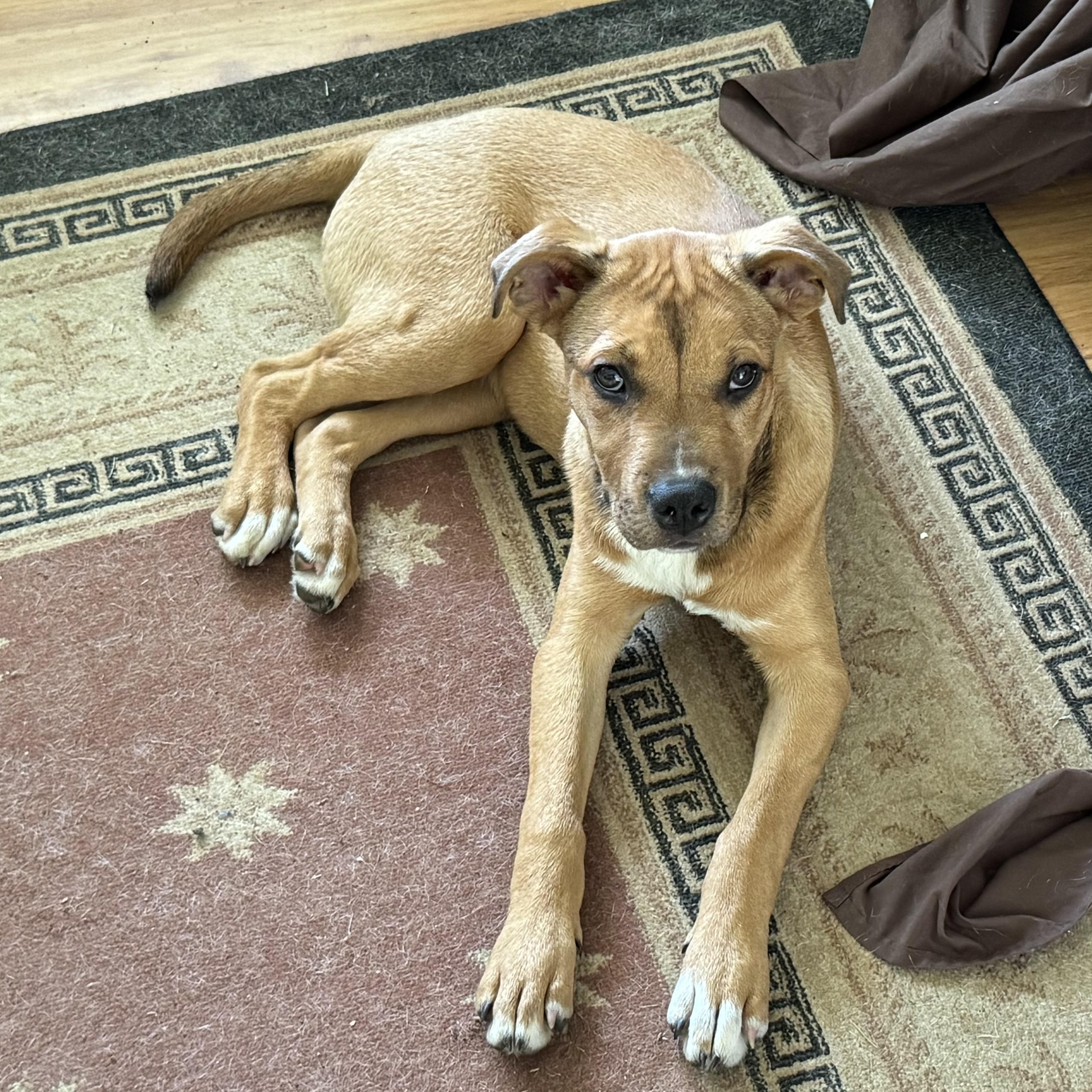 Tyson, a ADOPTABLE mixed breed in North Jackson, OH image 5/5