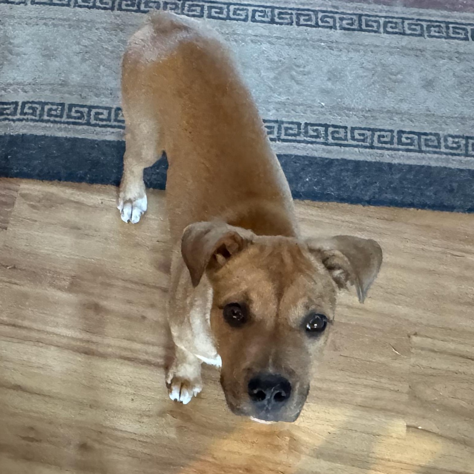 Enlarge Tyson, a ADOPTABLE mixed breed in North Jackson, OH image 4/4