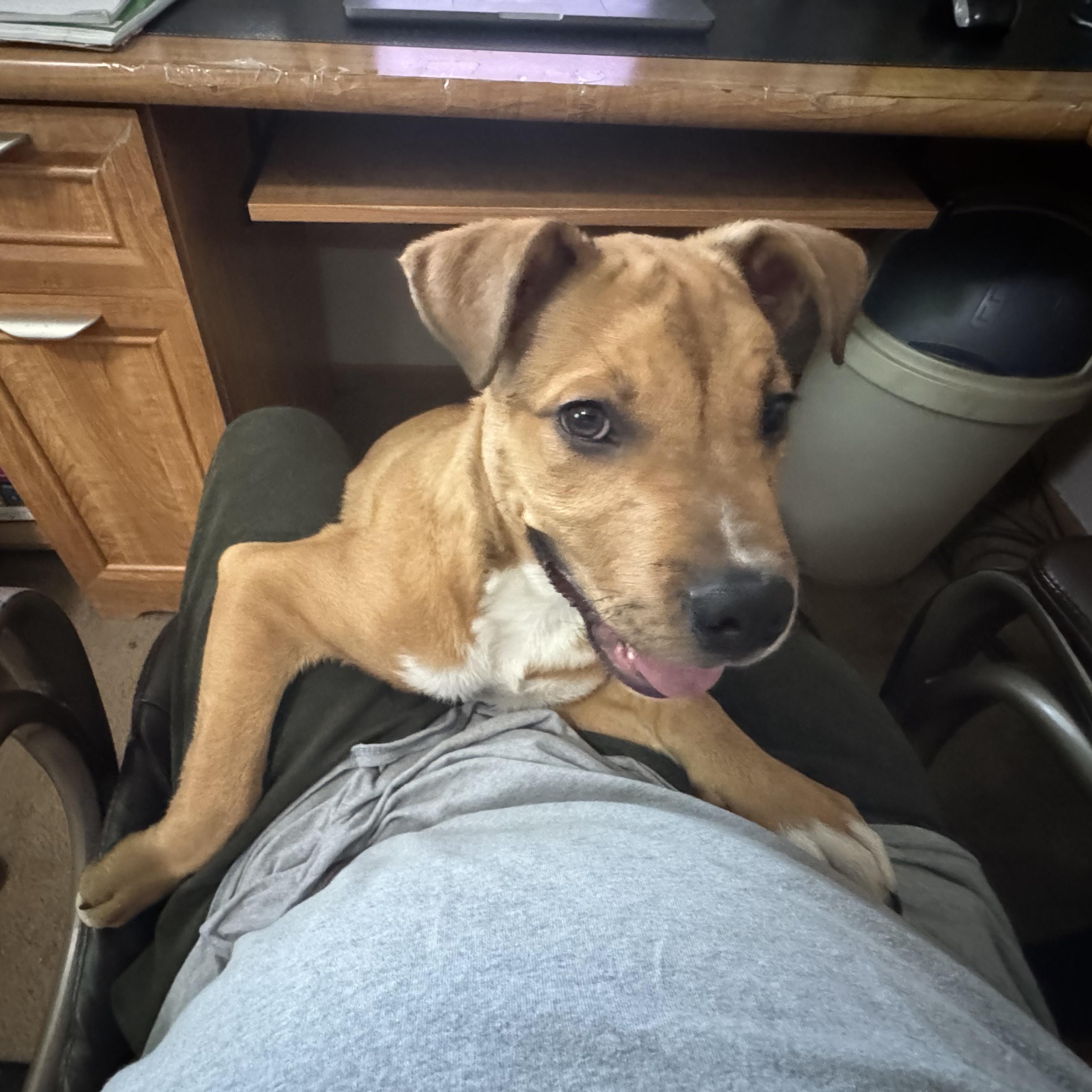 Enlarge Tyson, a ADOPTABLE mixed breed in North Jackson, OH image 3/4
