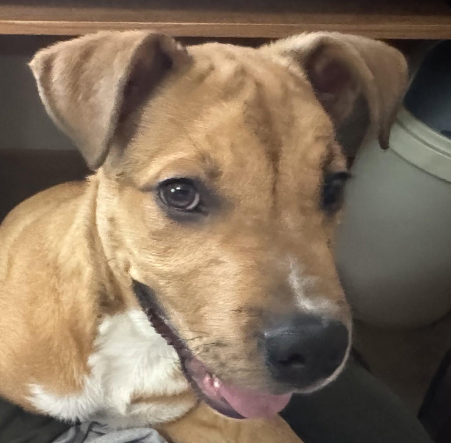 Enlarge Tyson, a Adoptable mixed breed in North Jackson, OH image 5/5