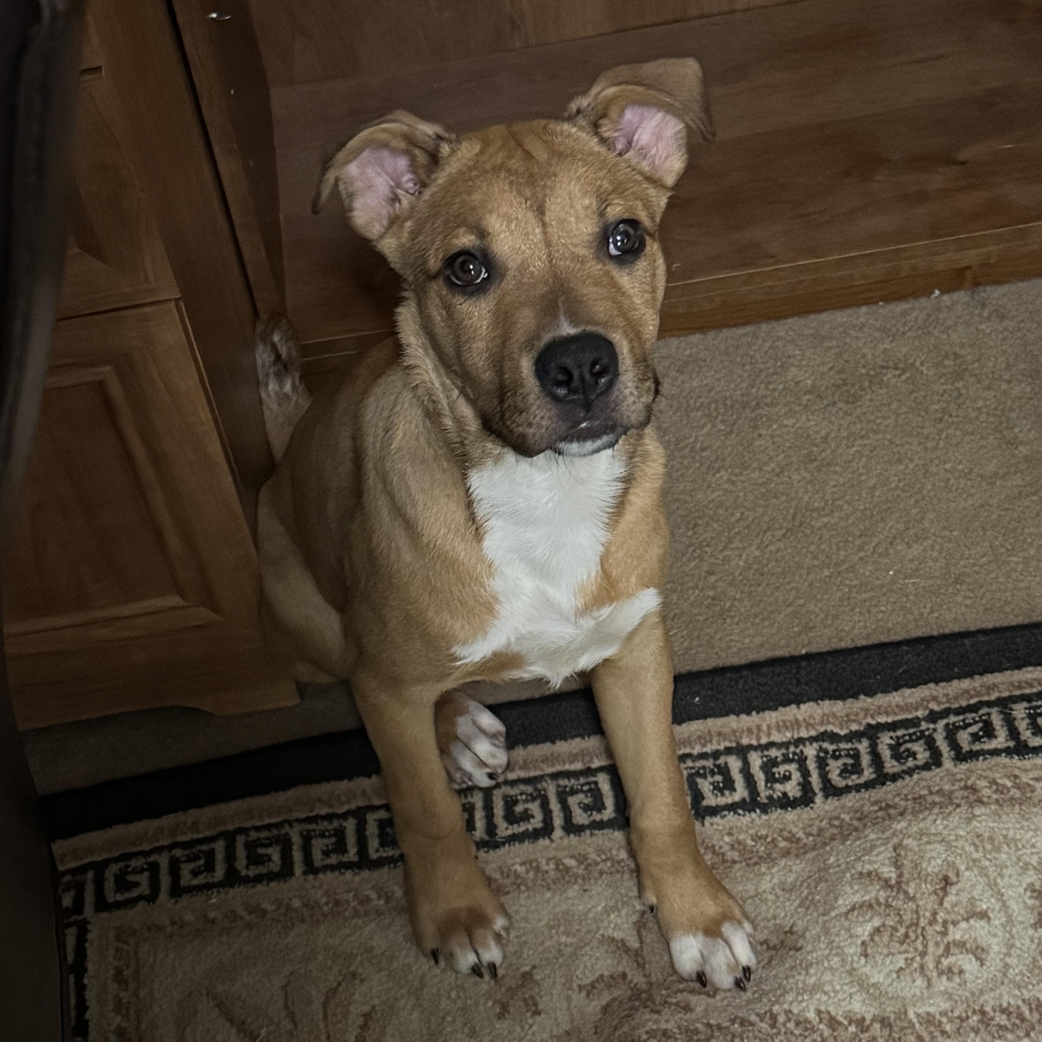 Enlarge Tyson, a ADOPTABLE mixed breed in North Jackson, OH image 2/4