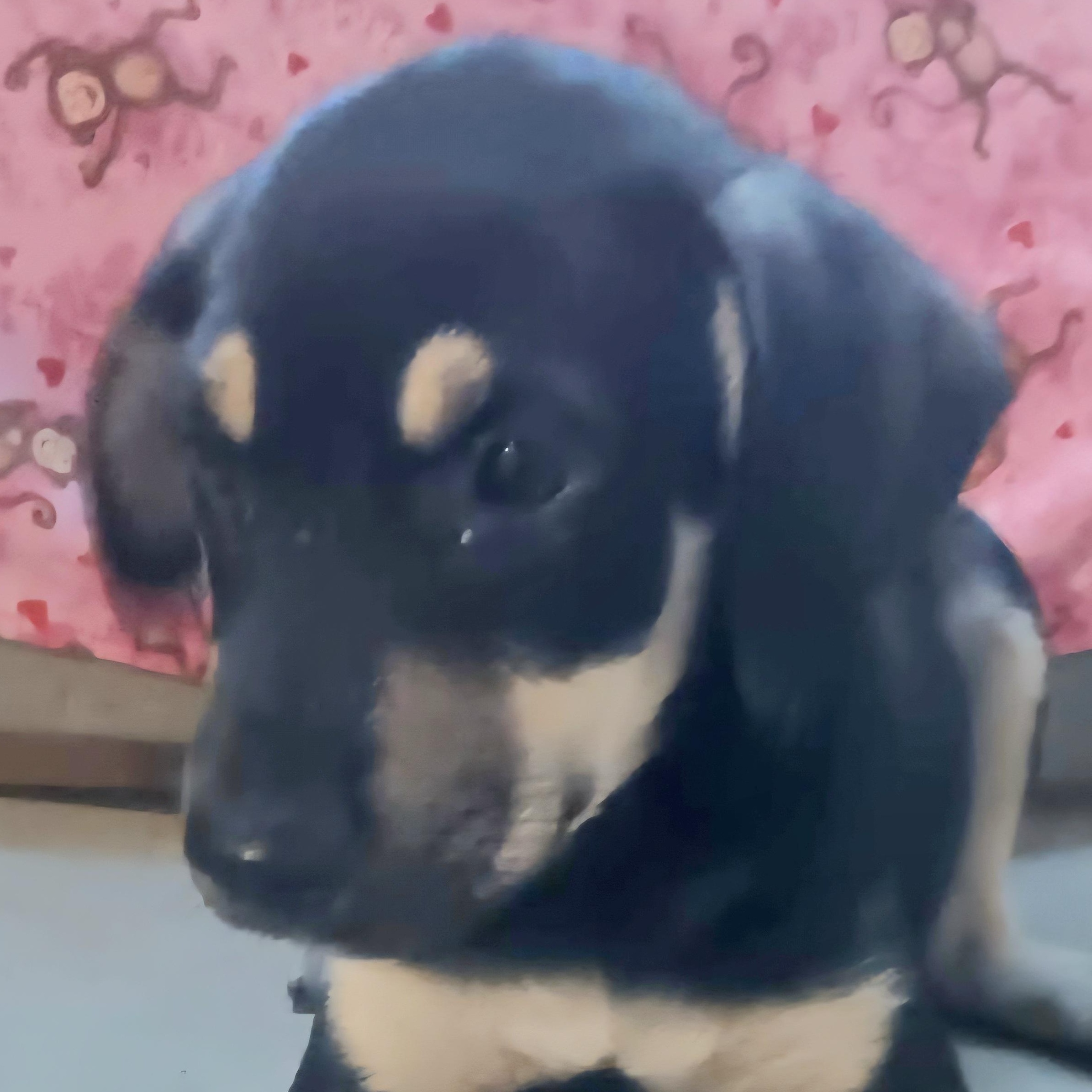 Enlarge BOLT ZANE In NY to meet & greet!, a Adoptable mixed breed in New York, NY image 1/2