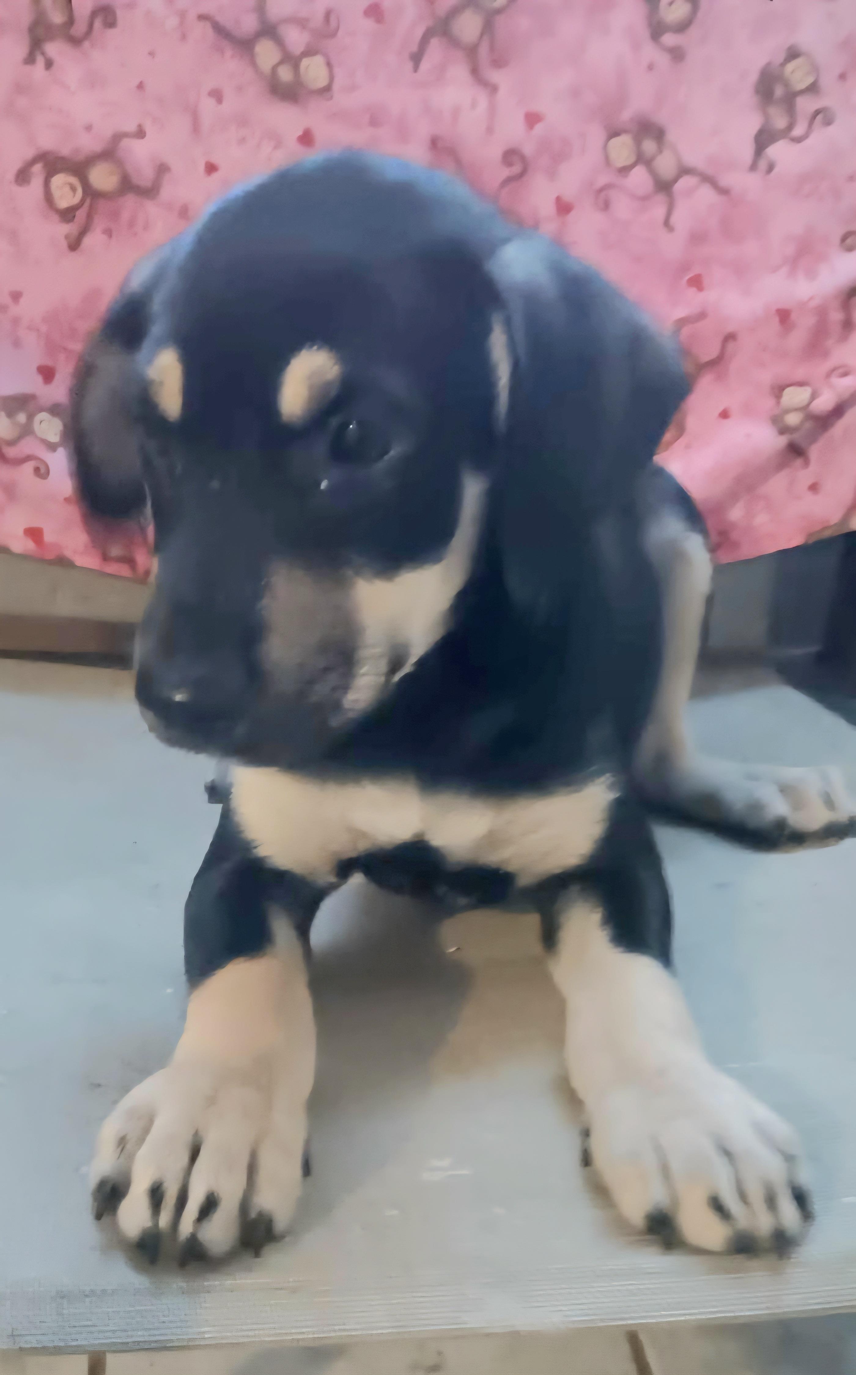 Enlarge BOLT ZANE In NY to meet & greet!, a Adoptable mixed breed in New York, NY image 2/2