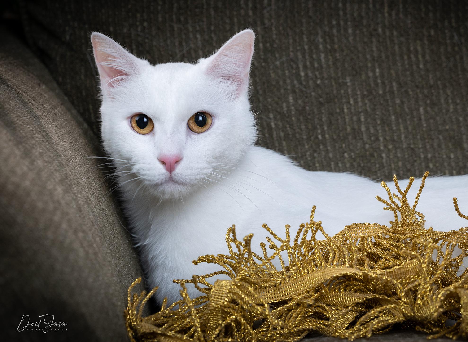 Angel, ADOPTABLE, Adult Male Domestic Short Hair.