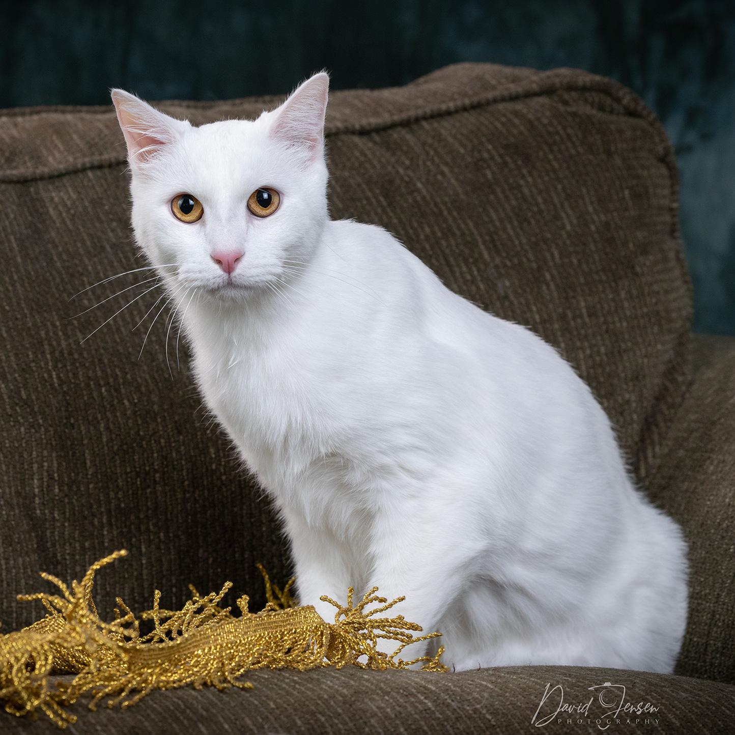 Enlarge Angel, a ADOPTABLE Domestic Short Hair in Anchorage, AK image 2/2
