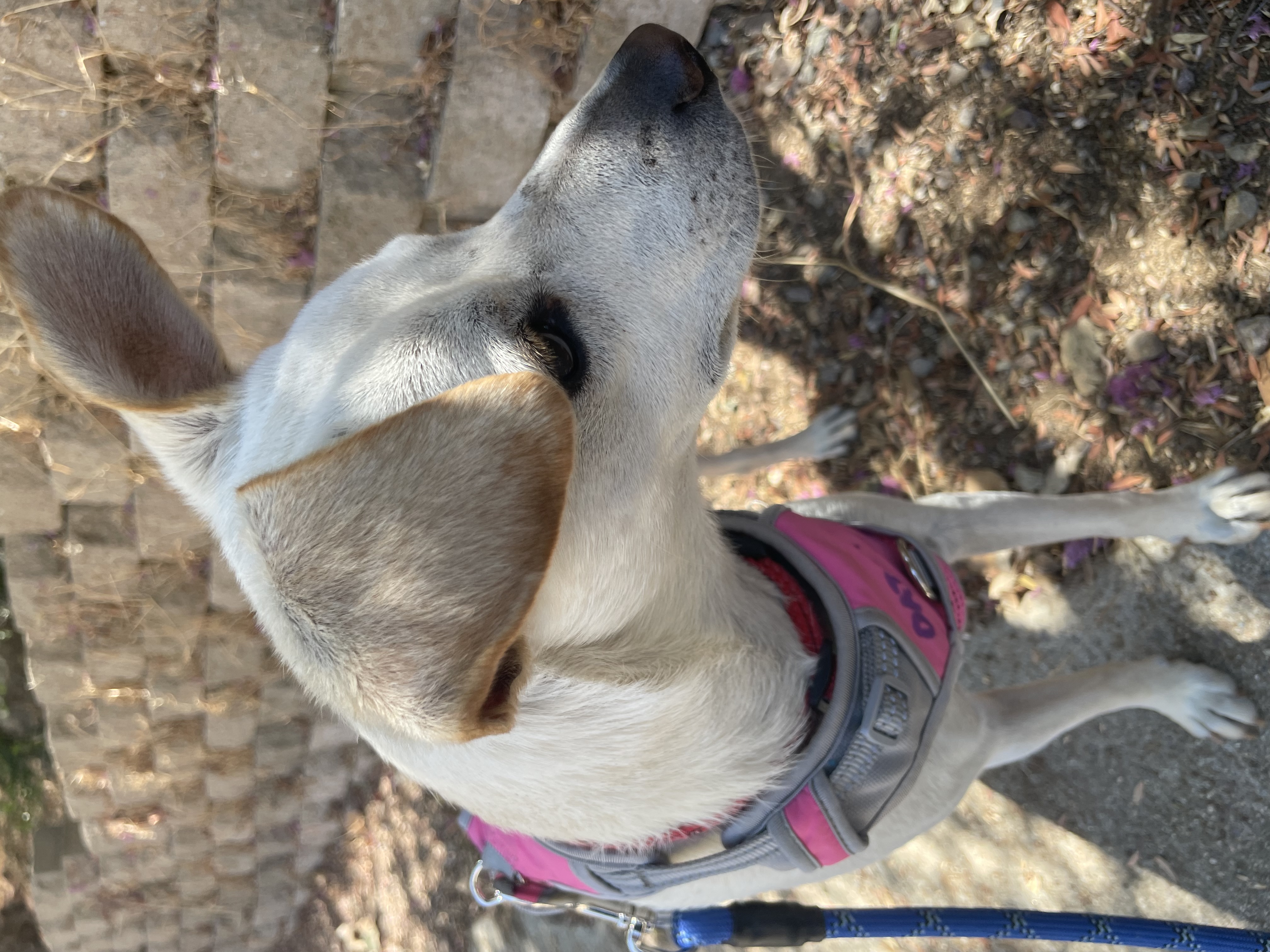Daisy, a Adoptable mixed breed in San Ysidro, CA image 1/4