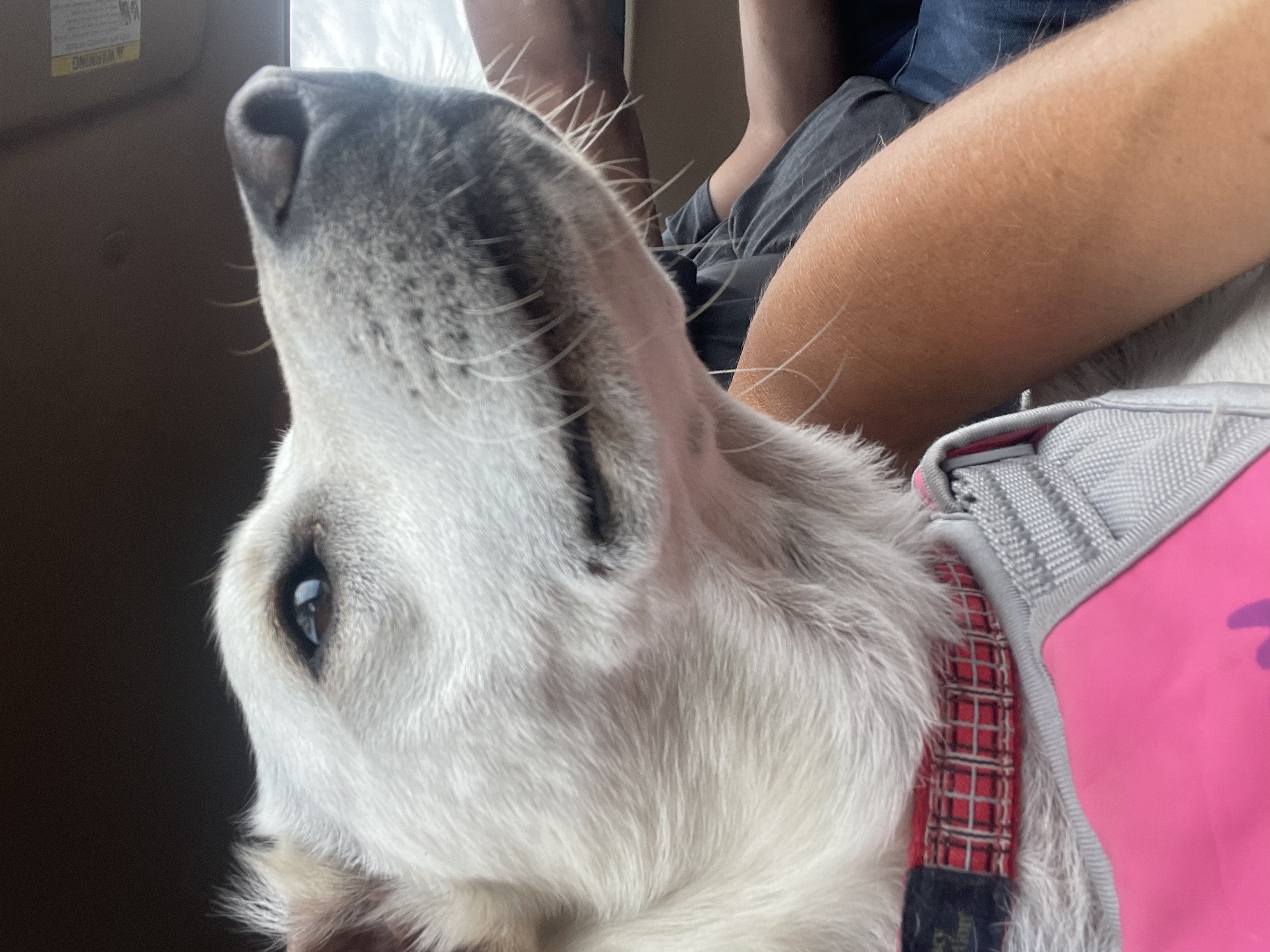 Daisy, a Adoptable mixed breed in San Ysidro, CA image 2/4