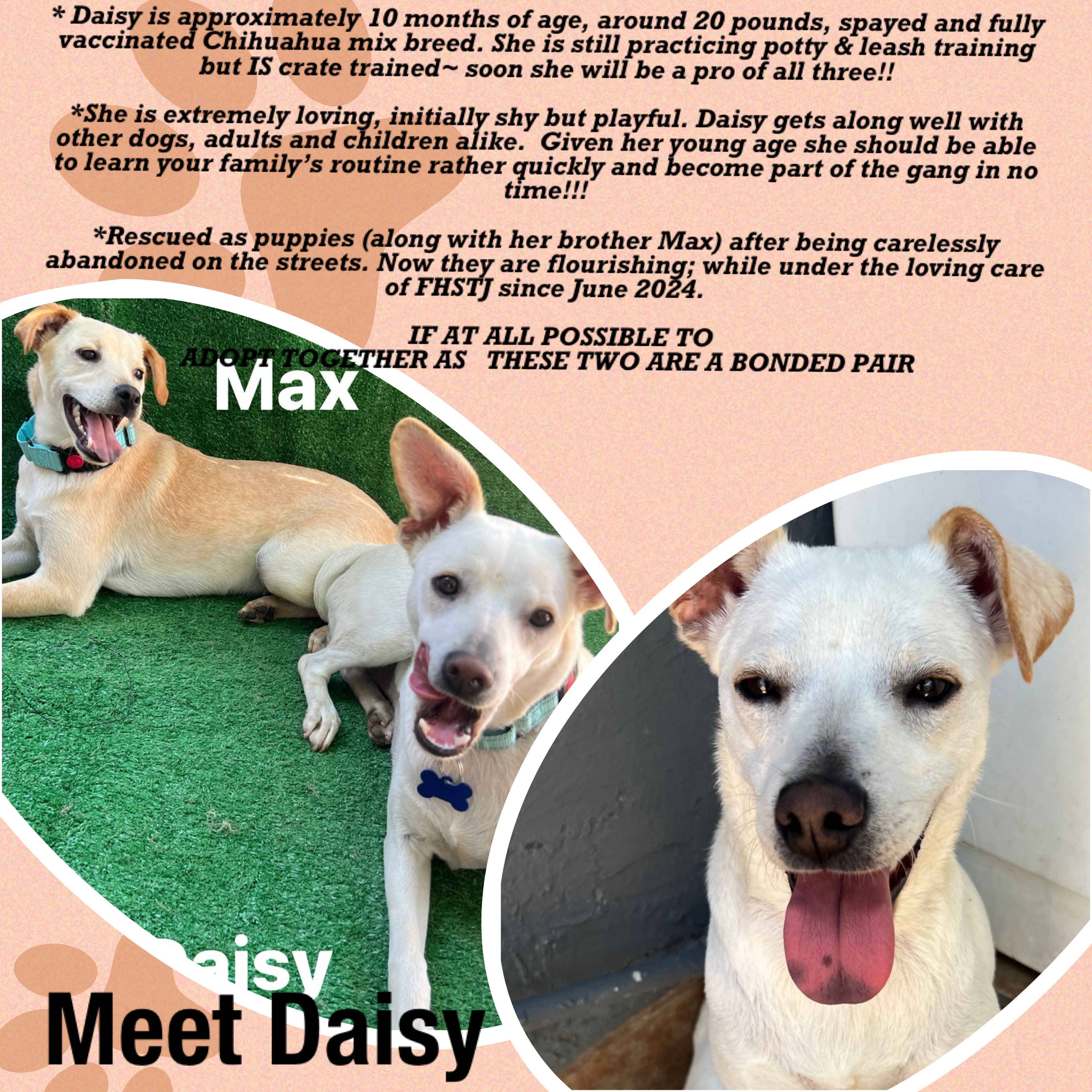 Daisy, a Adoptable mixed breed in San Ysidro, CA image 3/4