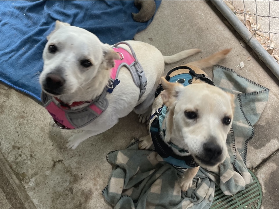 Daisy, a Adoptable mixed breed in San Ysidro, CA image 4/4