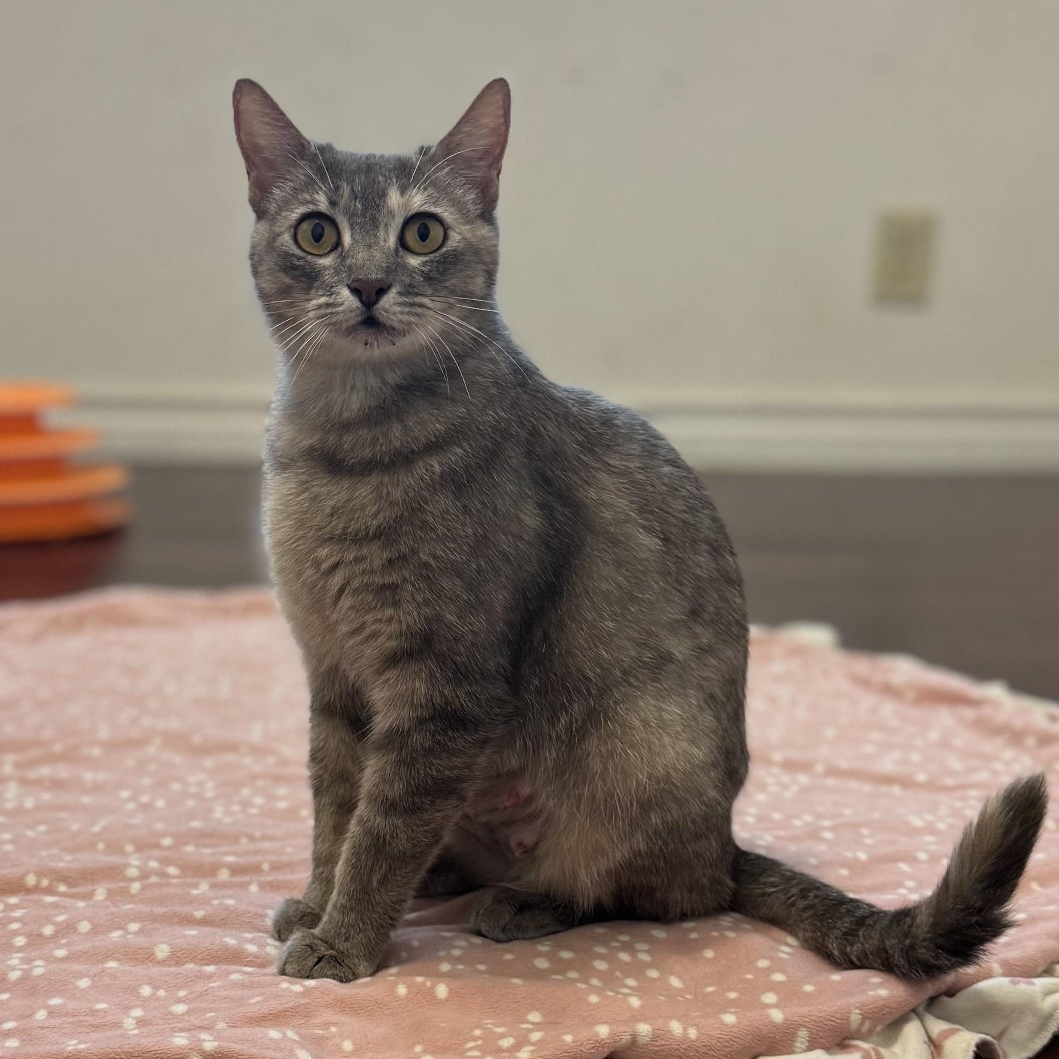 Momma Star, ADOPTABLE, Young Female Domestic Short Hair.