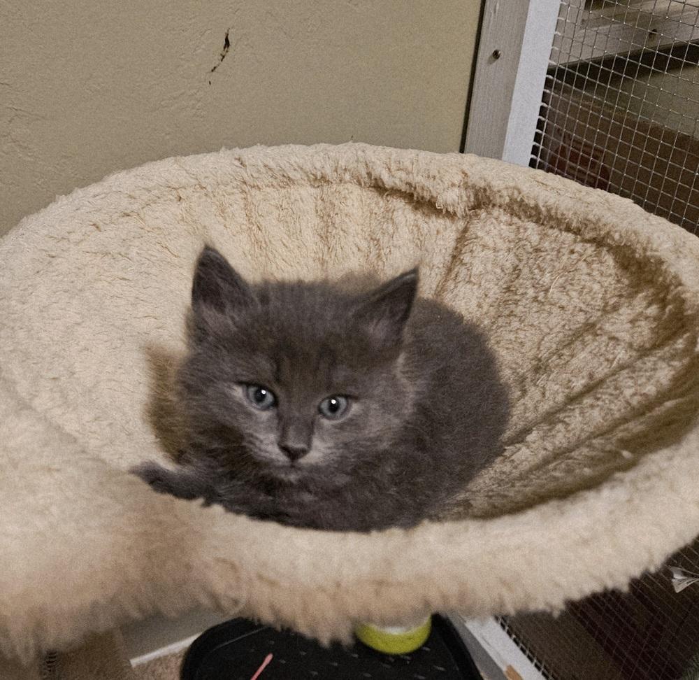 Enlarge Bear, a Adopted Domestic Short Hair in Green Valley, AZ image 1/2