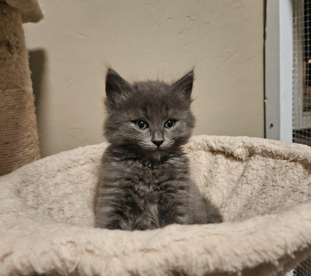 Enlarge Bear, a Adopted Domestic Short Hair in Green Valley, AZ image 2/2
