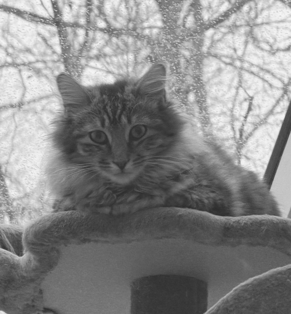 Schitt's Creek: Johnny Rose, Adoptable, Kitten Male Tabby & Domestic Long Hair.