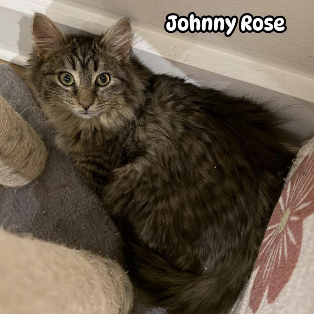 Schitt's Creek: Johnny Rose, a Adoptable mixed breed in Warren, CT image 3/6