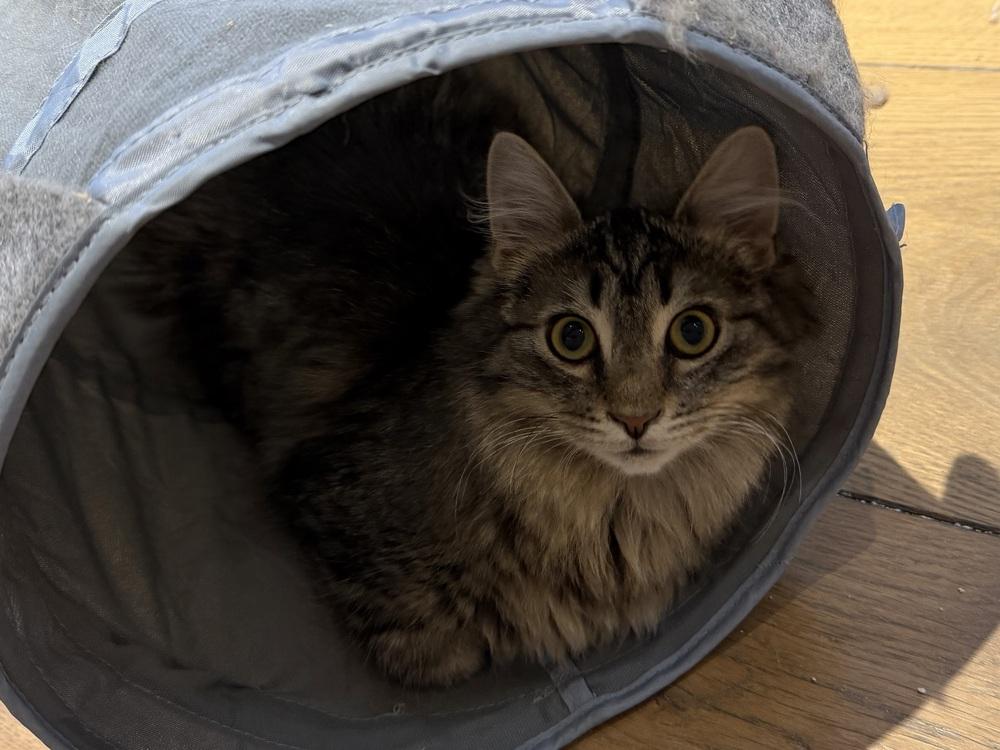 Schitt's Creek: Johnny Rose, a Adoptable mixed breed in Warren, CT image 5/6