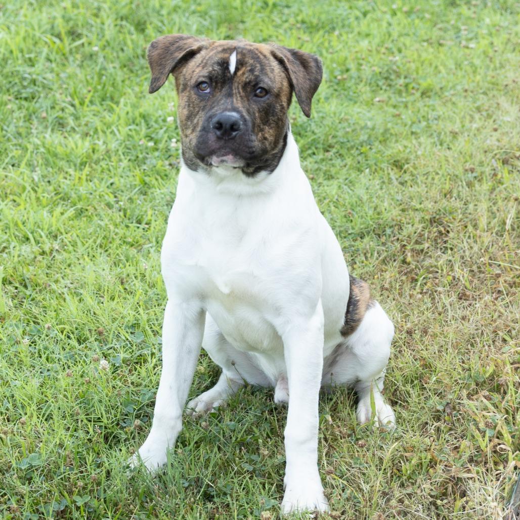 Jory, a Adoptable Mixed Breed in Cape Girardeau, MO image 1/2