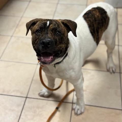 Jory, a Adoptable Mixed Breed in Cape Girardeau, MO image 2/2