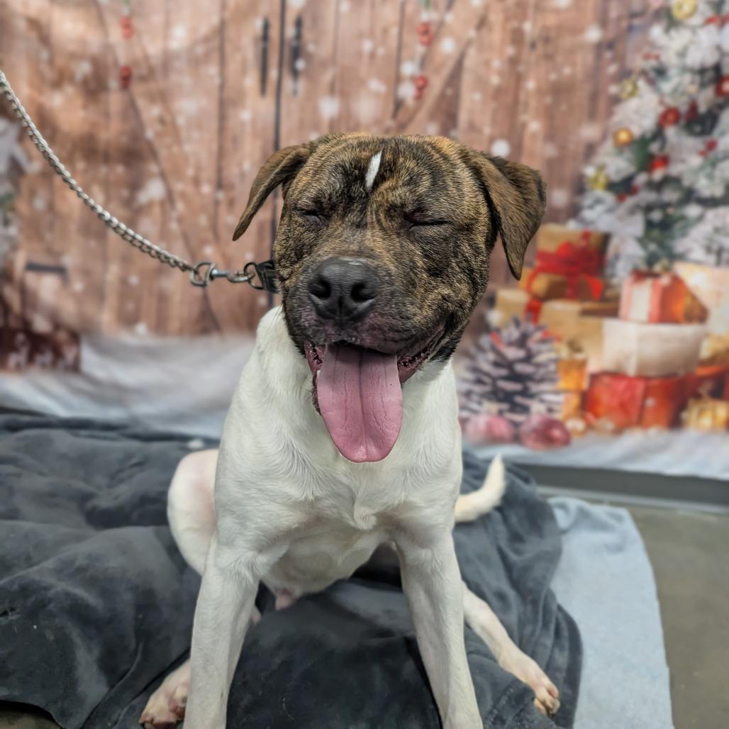 Enlarge Jory, a Adoptable Mixed Breed in Cape Girardeau, MO image 4/4