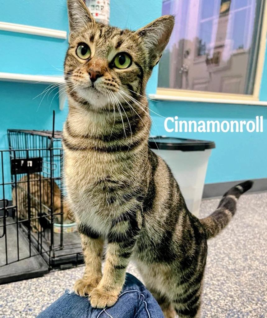 Cinnamonroll, Adoptable, Young Female Domestic Short Hair.