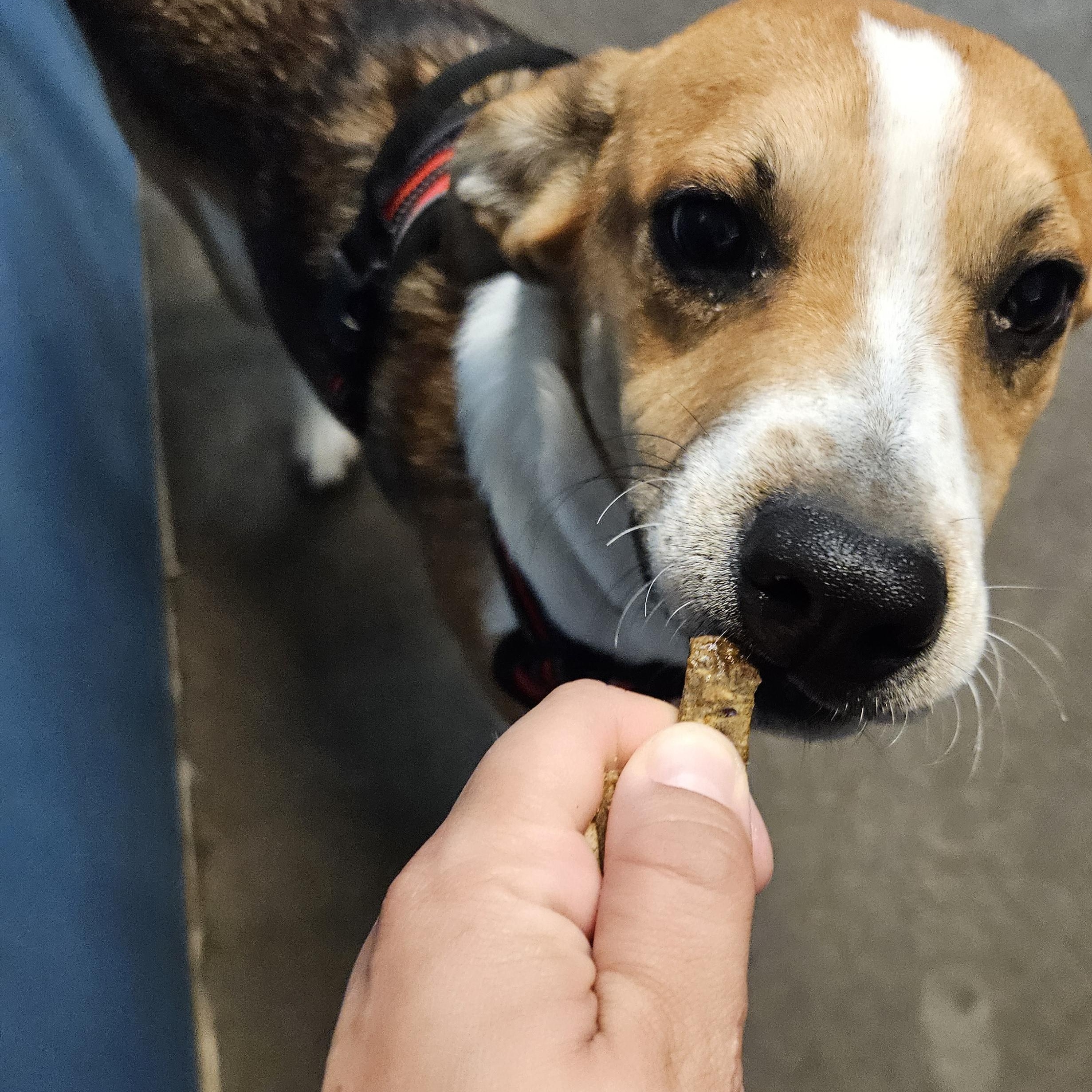 Yosemite, a Adoptable mixed breed in The Dalles, OR image 4/4