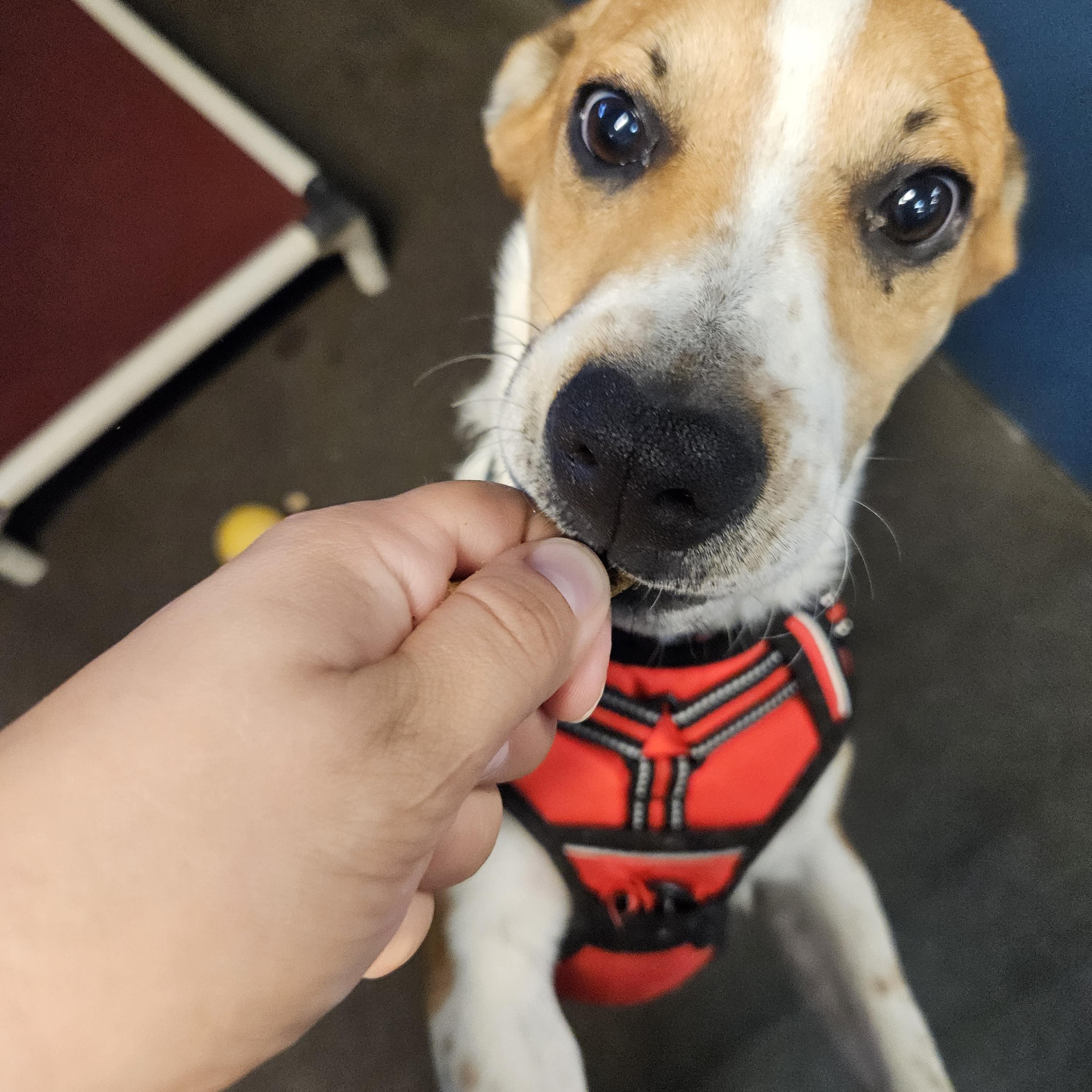 Yosemite, a Adoptable mixed breed in The Dalles, OR image 2/4