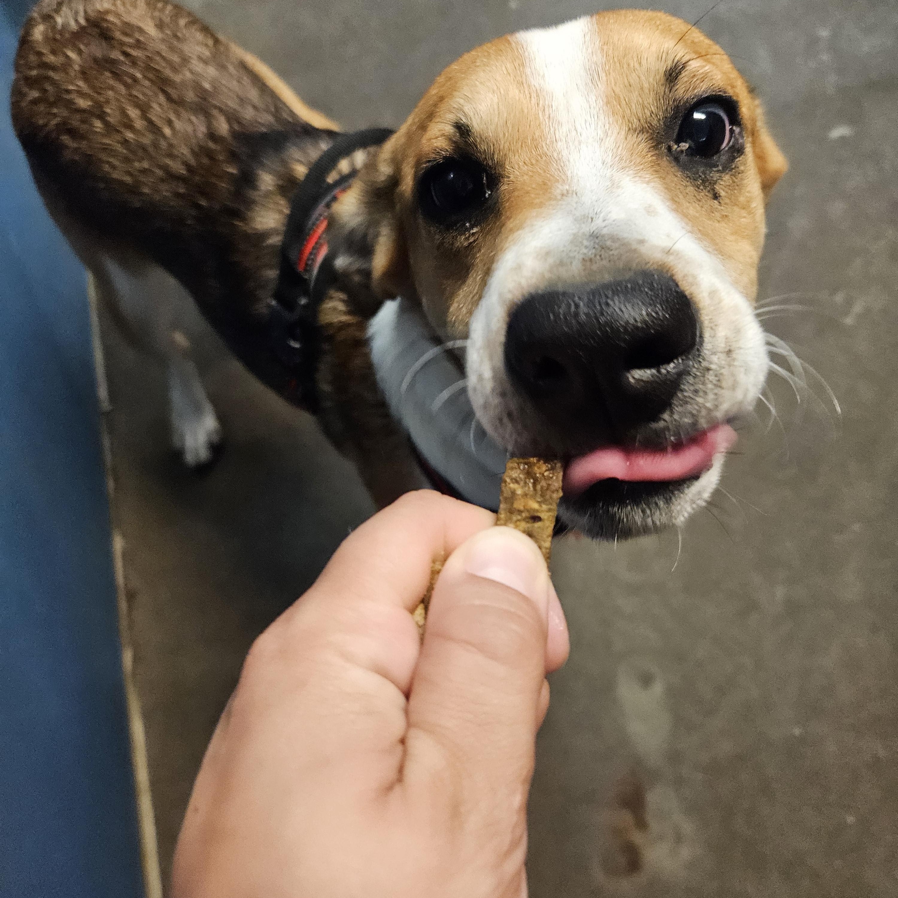 Yosemite, Adoptable, Young Male Cardigan Welsh Corgi & Mixed Breed.