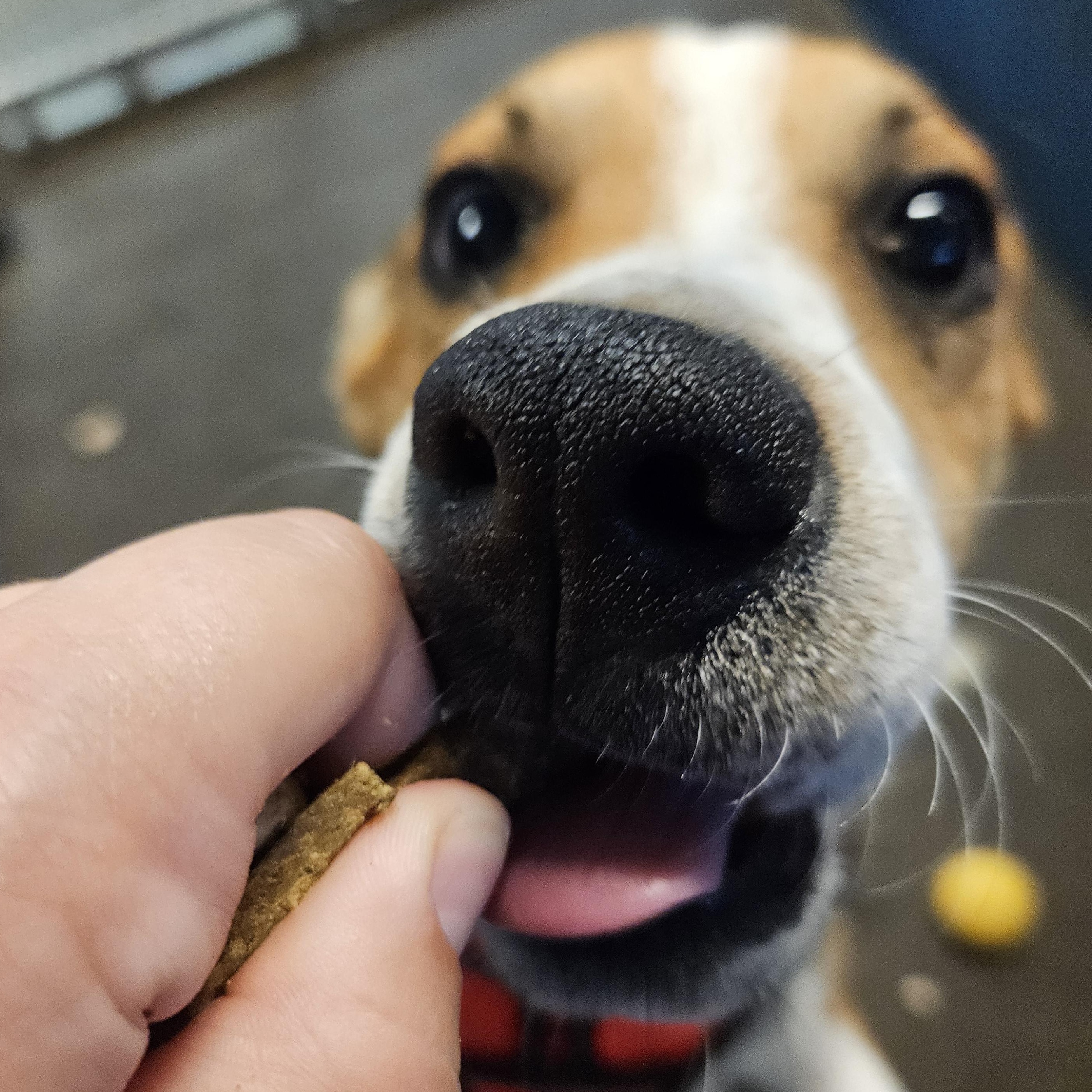 Yosemite, a Adoptable mixed breed in The Dalles, OR image 3/4