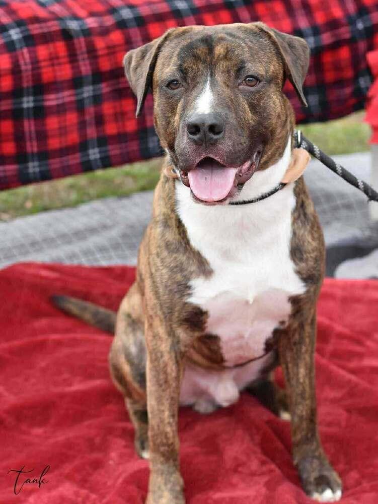 Tank (AVAILABLE 12/21), Adoptable, Young Male Pit Bull Terrier.
