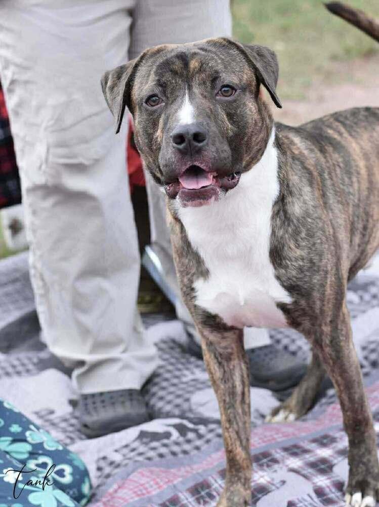 Enlarge Tank (AVAILABLE 12/21), a Adoptable mixed breed in Leverett, MA image 2/4
