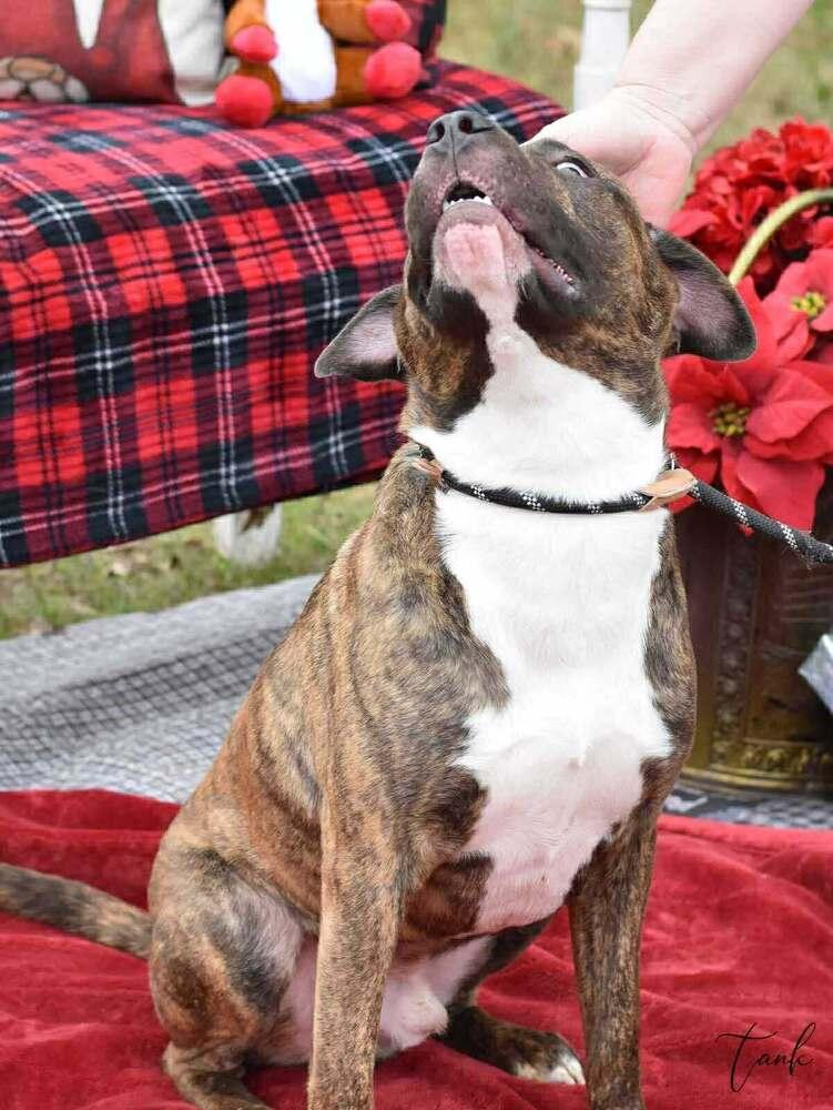 Enlarge Tank (AVAILABLE 12/21), a Adoptable mixed breed in Leverett, MA image 3/4