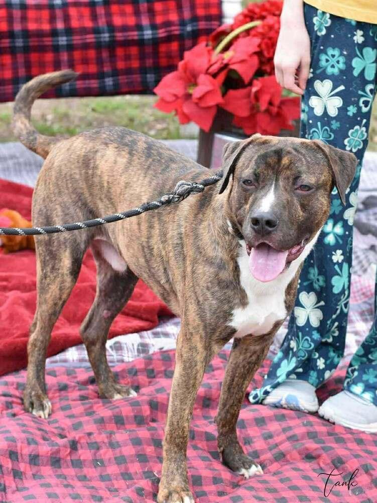 Enlarge Tank (AVAILABLE 12/21), a Adoptable mixed breed in Leverett, MA image 4/4