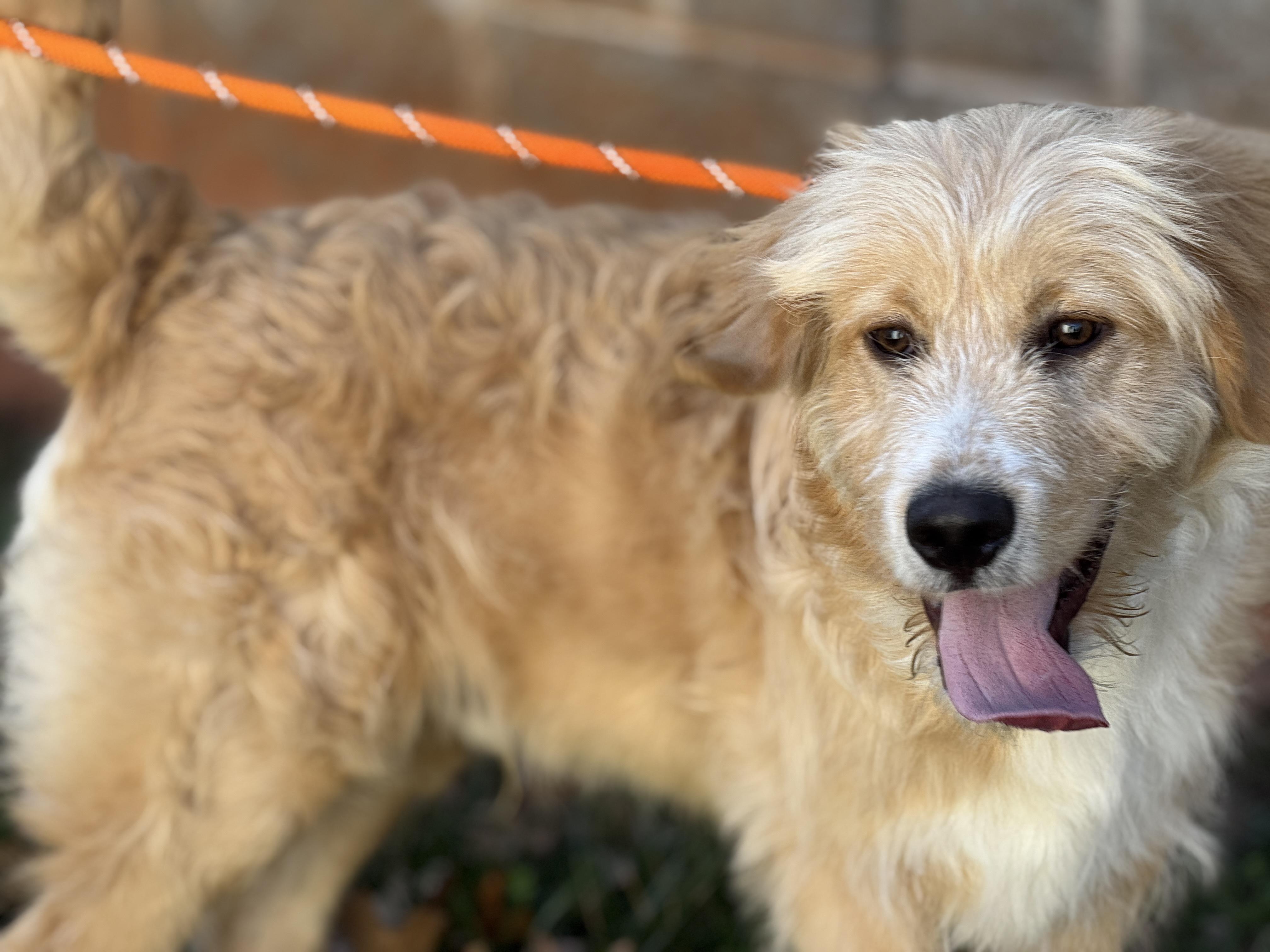 Enlarge Barry, a ADOPTABLE mixed breed in Richmond, VA image 5/6