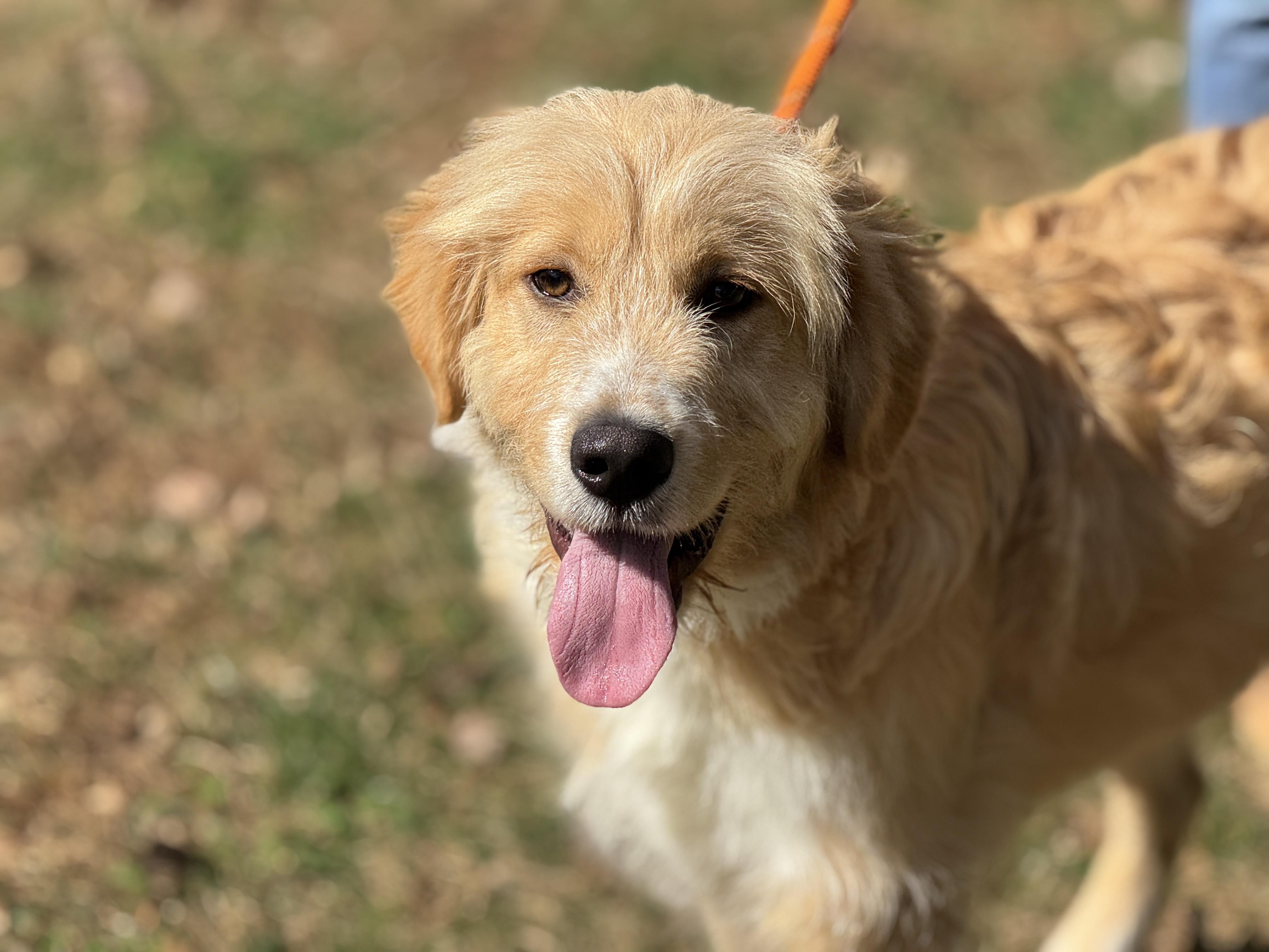 Enlarge Barry, a ADOPTABLE mixed breed in Richmond, VA image 4/6