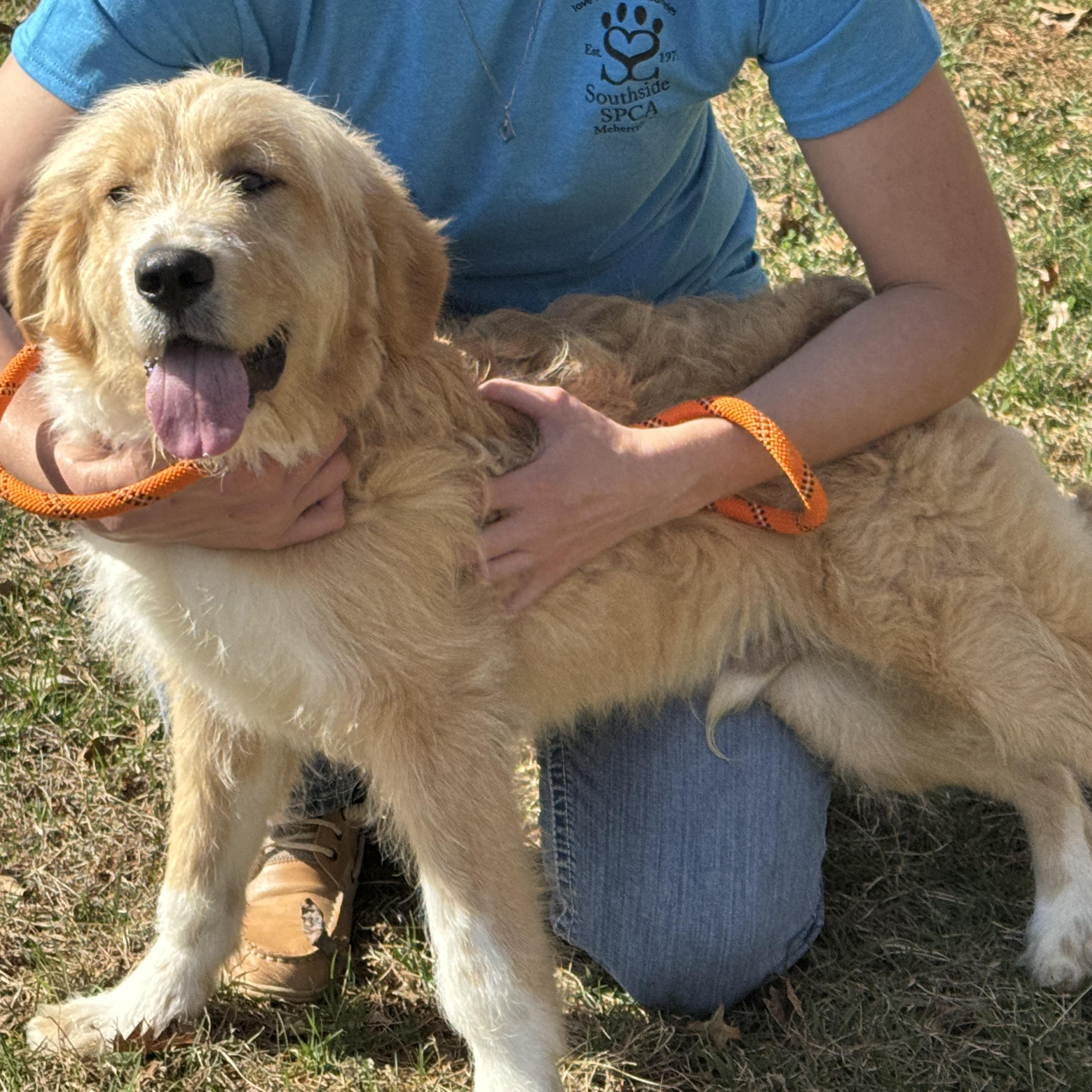 Enlarge Barry, a ADOPTABLE mixed breed in Richmond, VA image 2/6