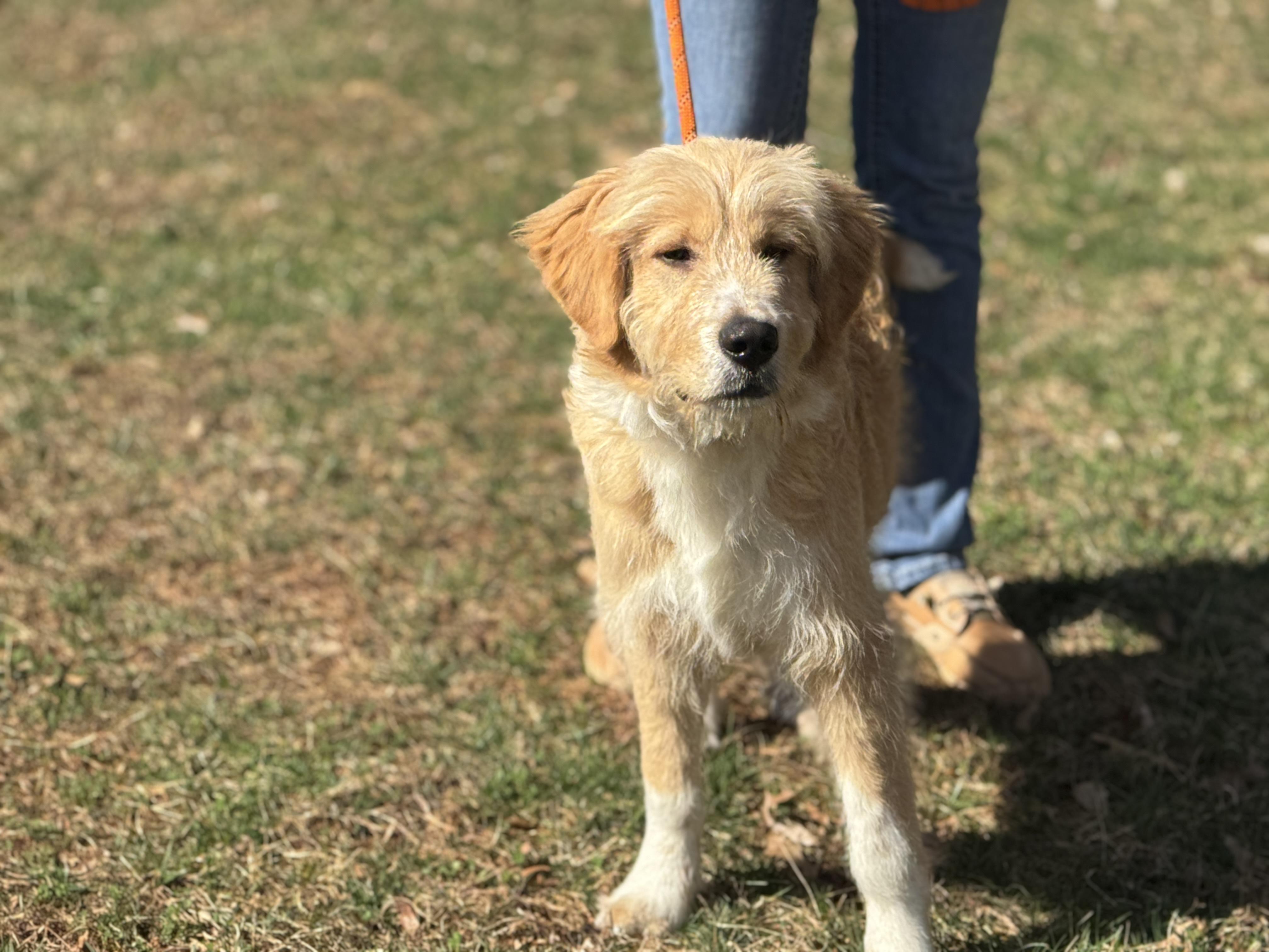 Enlarge Barry, a ADOPTABLE mixed breed in Richmond, VA image 3/6