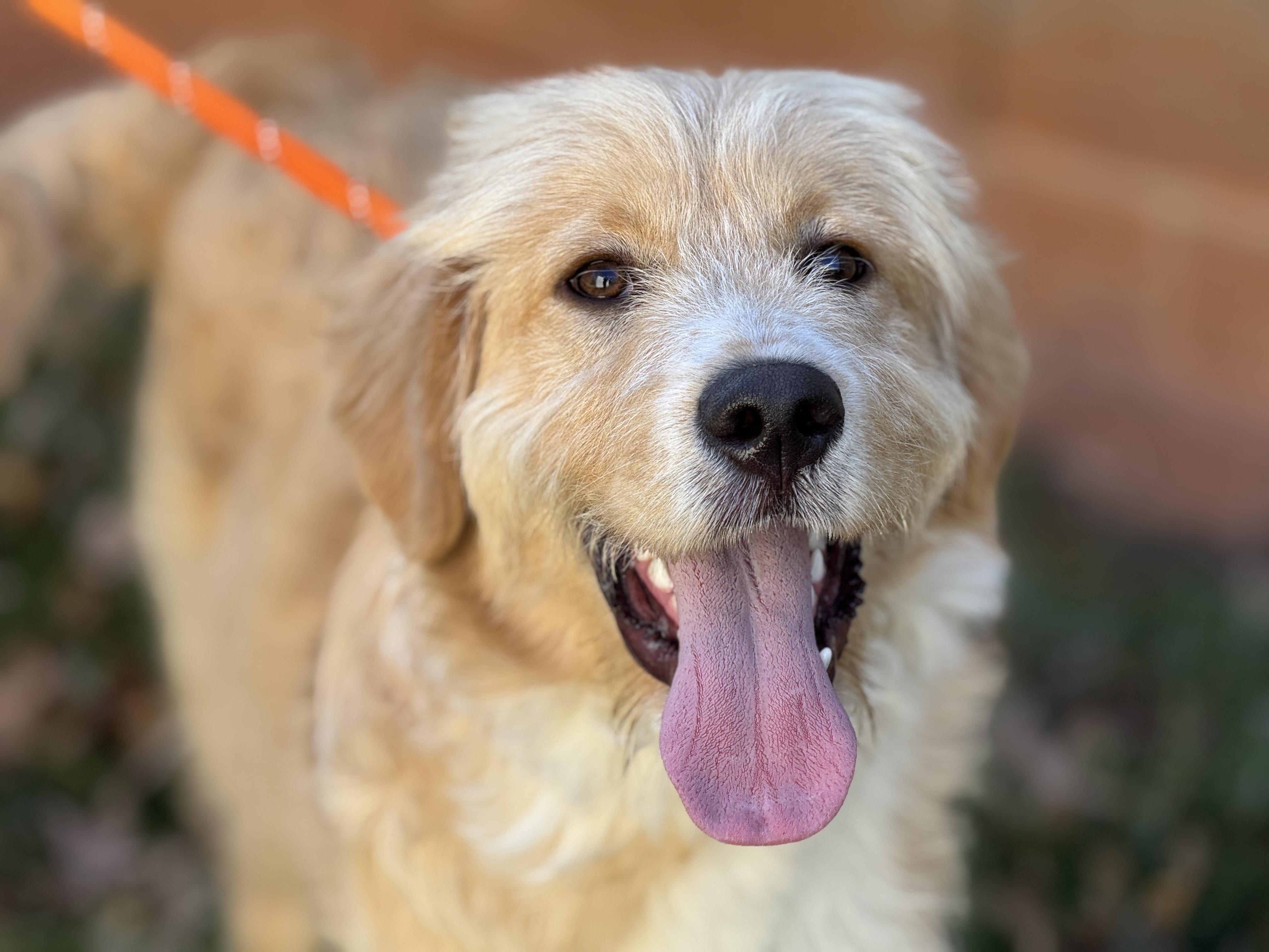 Enlarge Barry, a ADOPTABLE mixed breed in Richmond, VA image 1/6