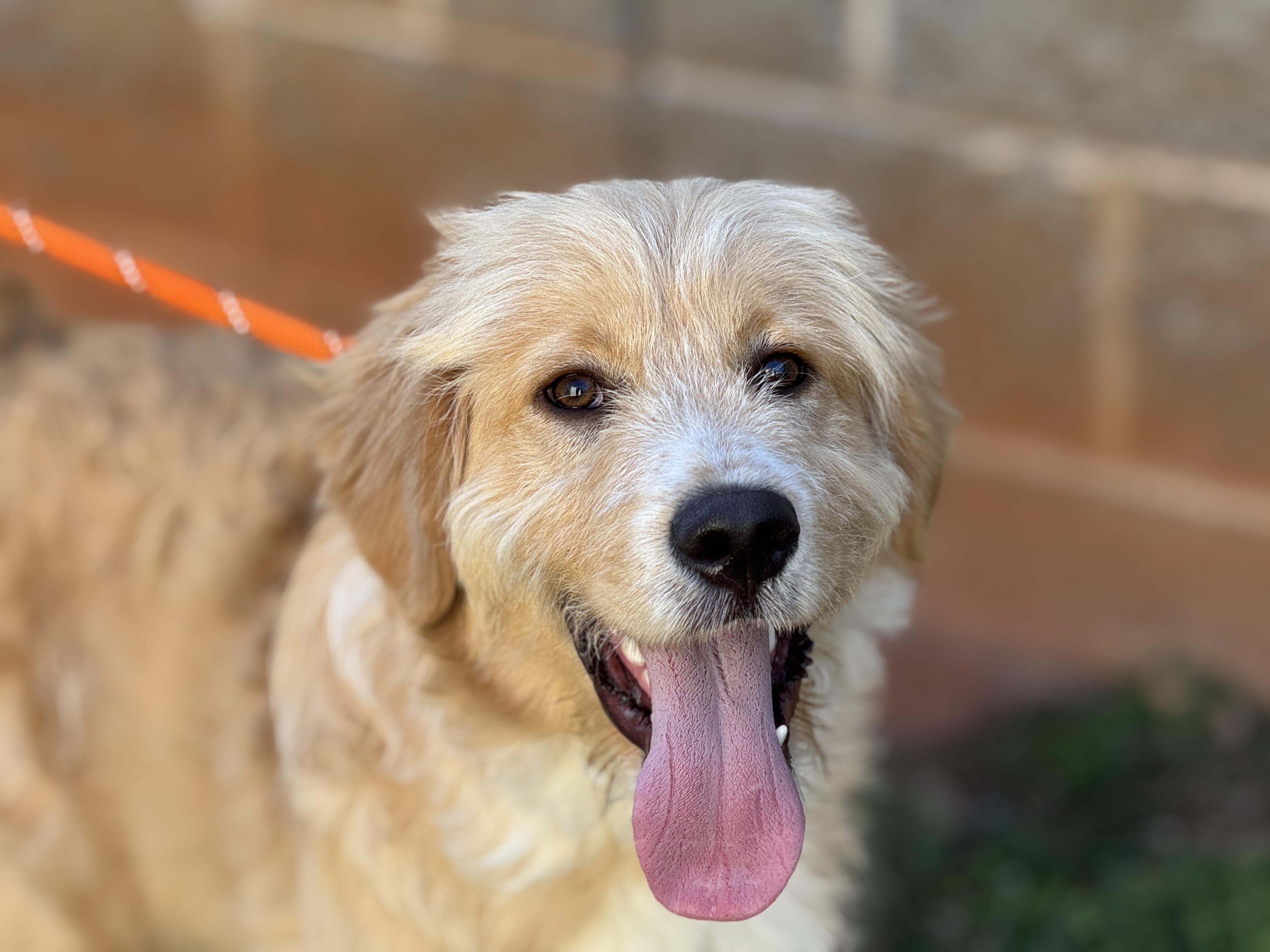 Enlarge Barry, a ADOPTABLE mixed breed in Richmond, VA image 6/6