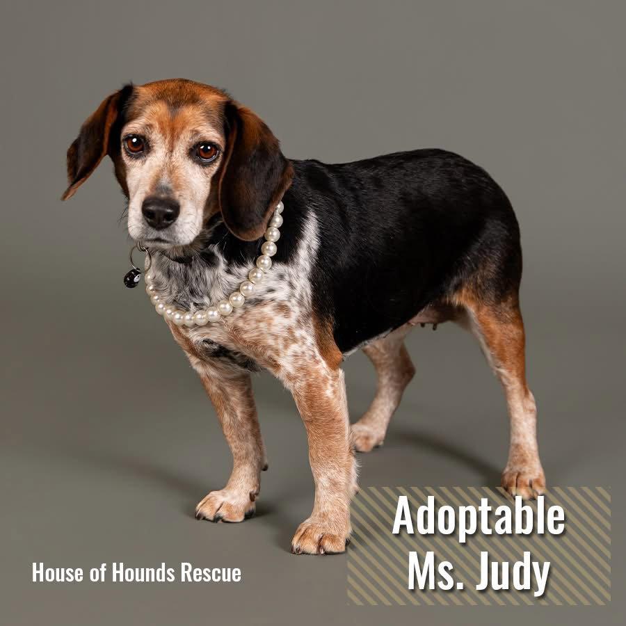 Enlarge Judy, a Adopted Beagle in Clinton, MI image 1/3