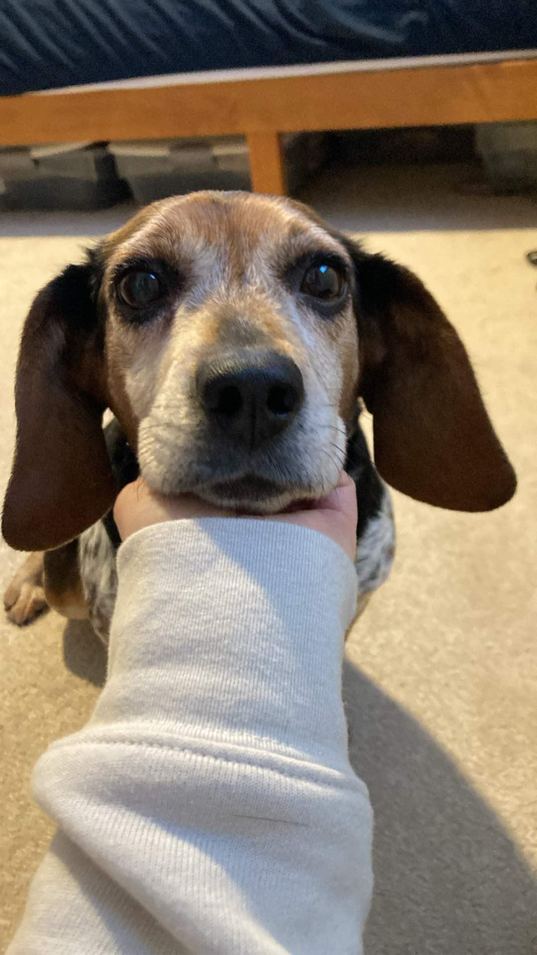 Enlarge Judy, a Adopted Beagle in Clinton, MI image 2/3