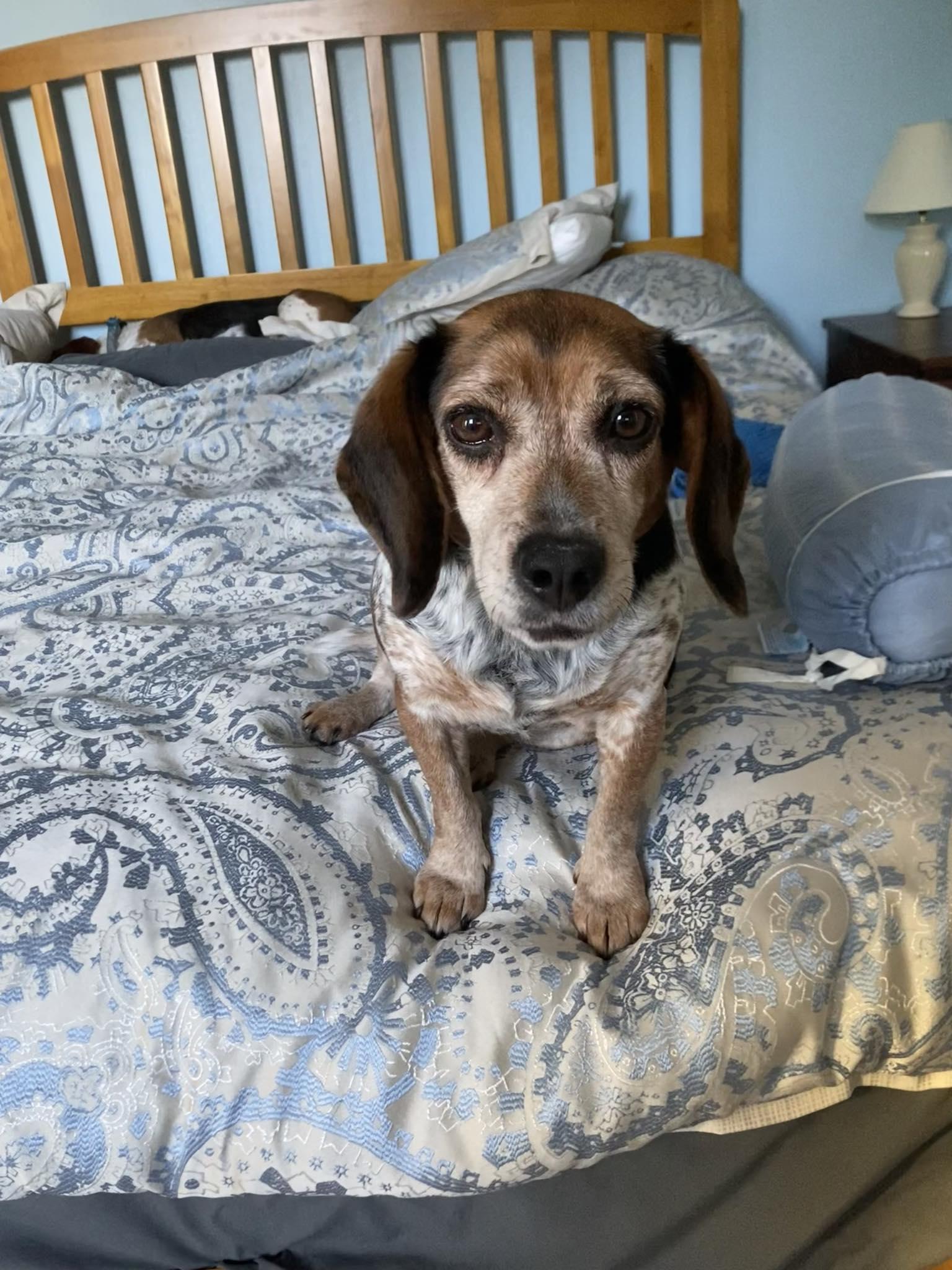 Enlarge Judy, a Adopted Beagle in Clinton, MI image 3/3