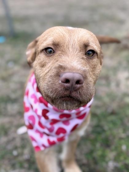 Enlarge Brandy, a Adoptable mixed breed in Bartlesville, OK image 2/6