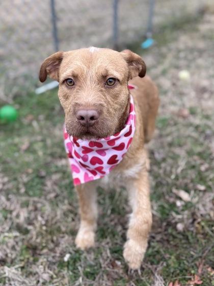 Enlarge Brandy, a Adoptable mixed breed in Bartlesville, OK image 4/6