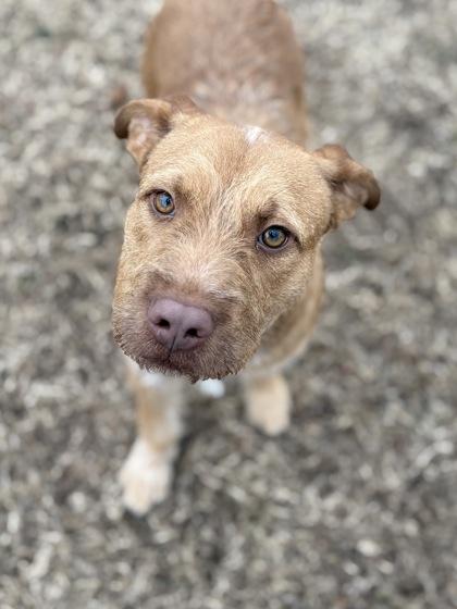 Enlarge Brandy, a Adoptable mixed breed in Bartlesville, OK image 5/6