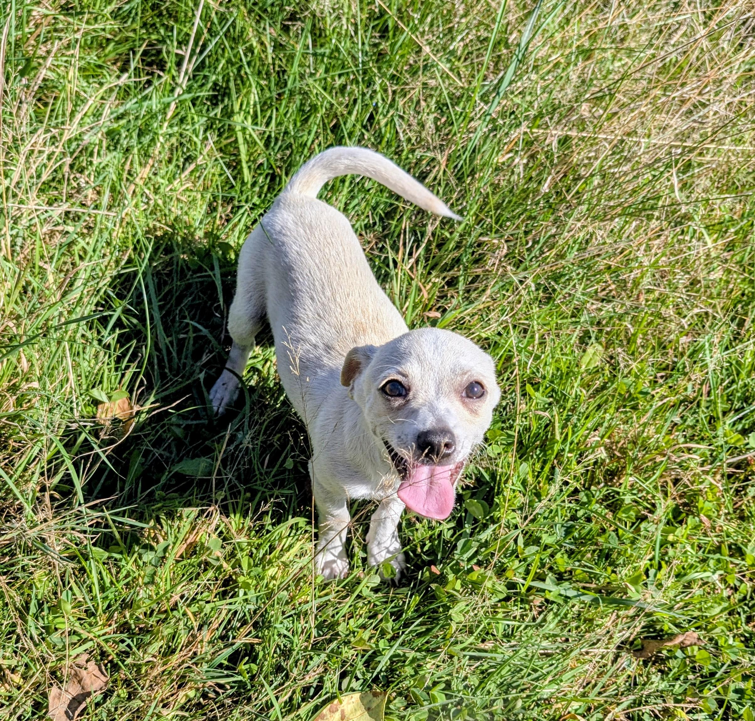 Enlarge Albie, a Adoptable mixed breed in Minneapolis, MN image 3/6