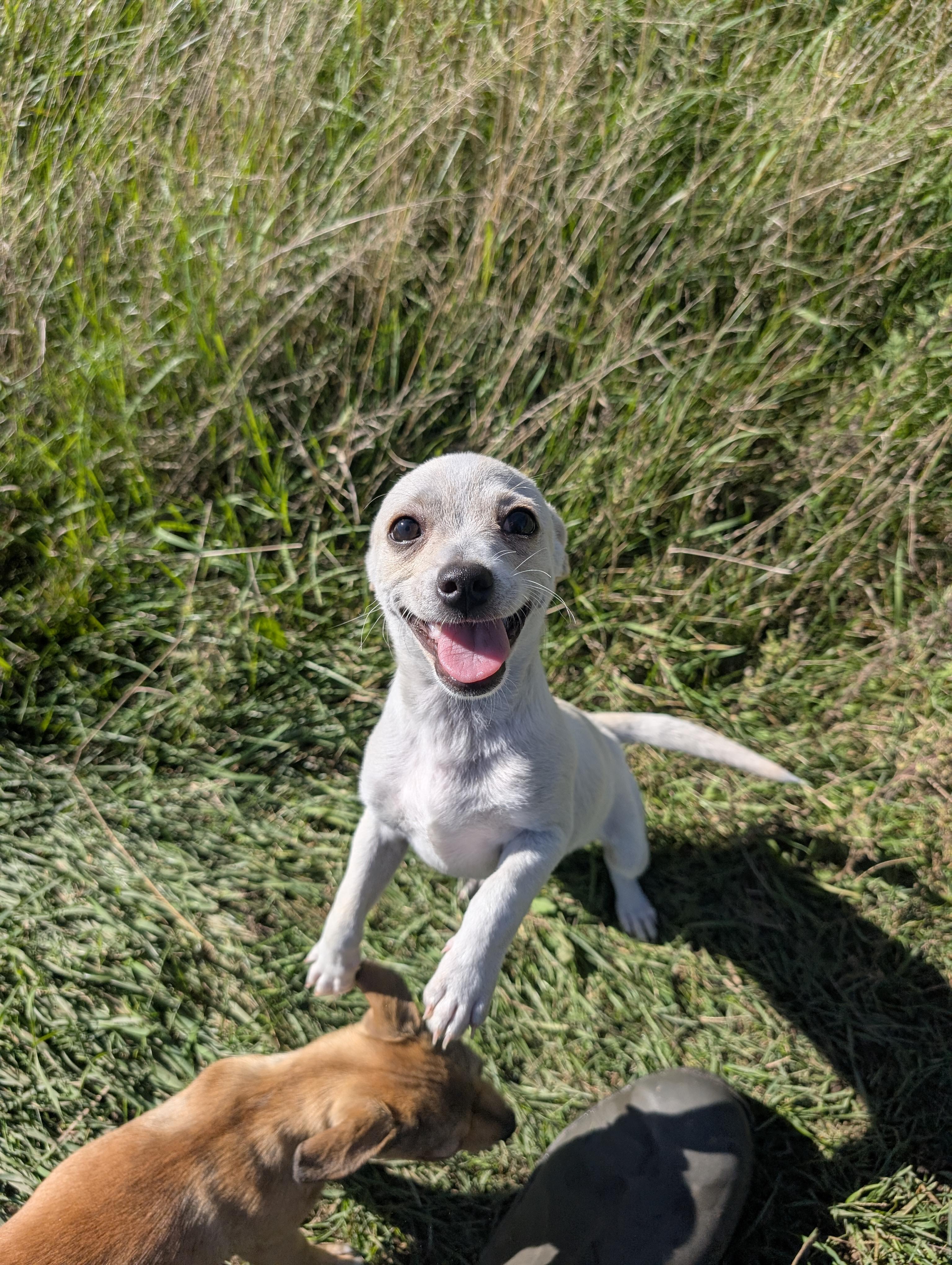 Enlarge Albie, a Adoptable mixed breed in Minneapolis, MN image 2/6