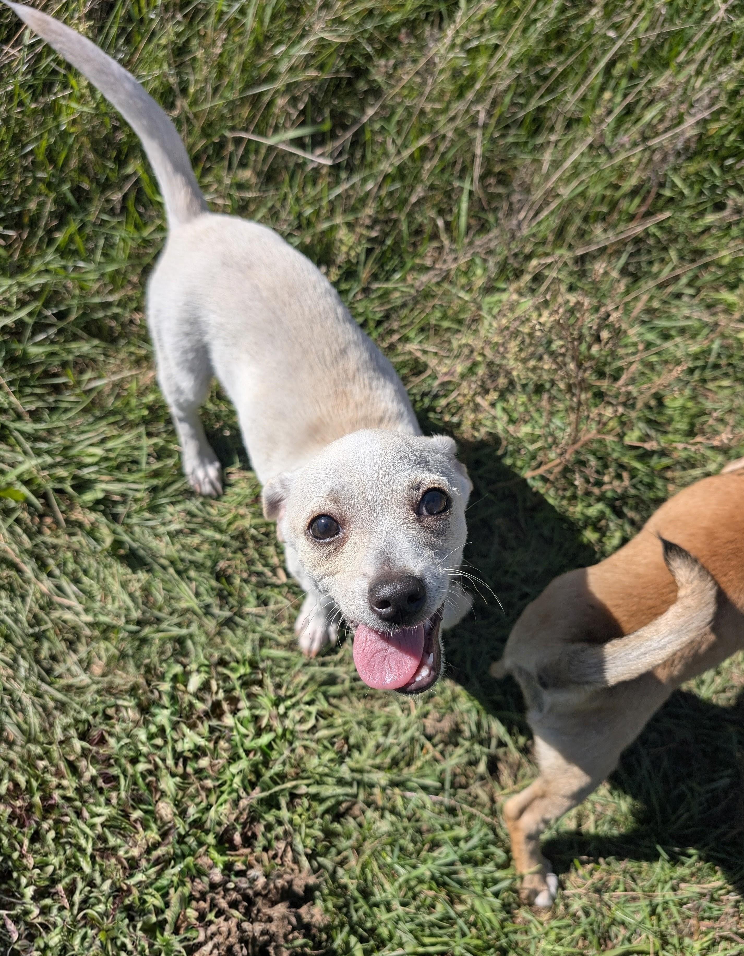 Enlarge Albie, a Adoptable mixed breed in Minneapolis, MN image 4/6