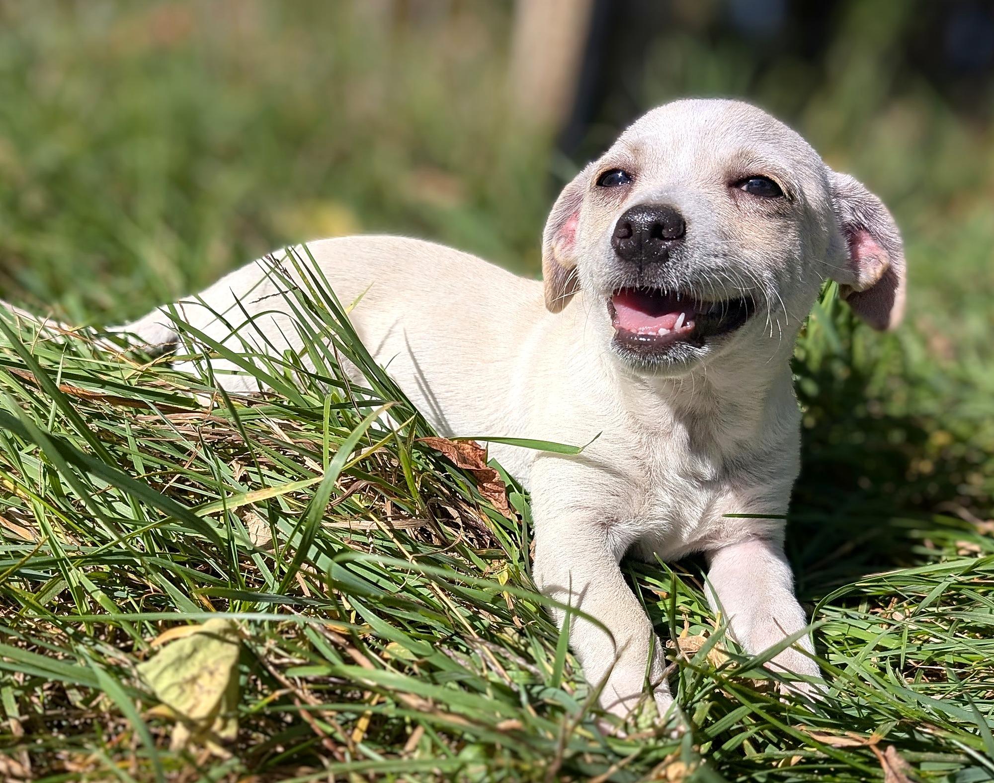 Enlarge Albie, a Adoptable mixed breed in Minneapolis, MN image 5/6