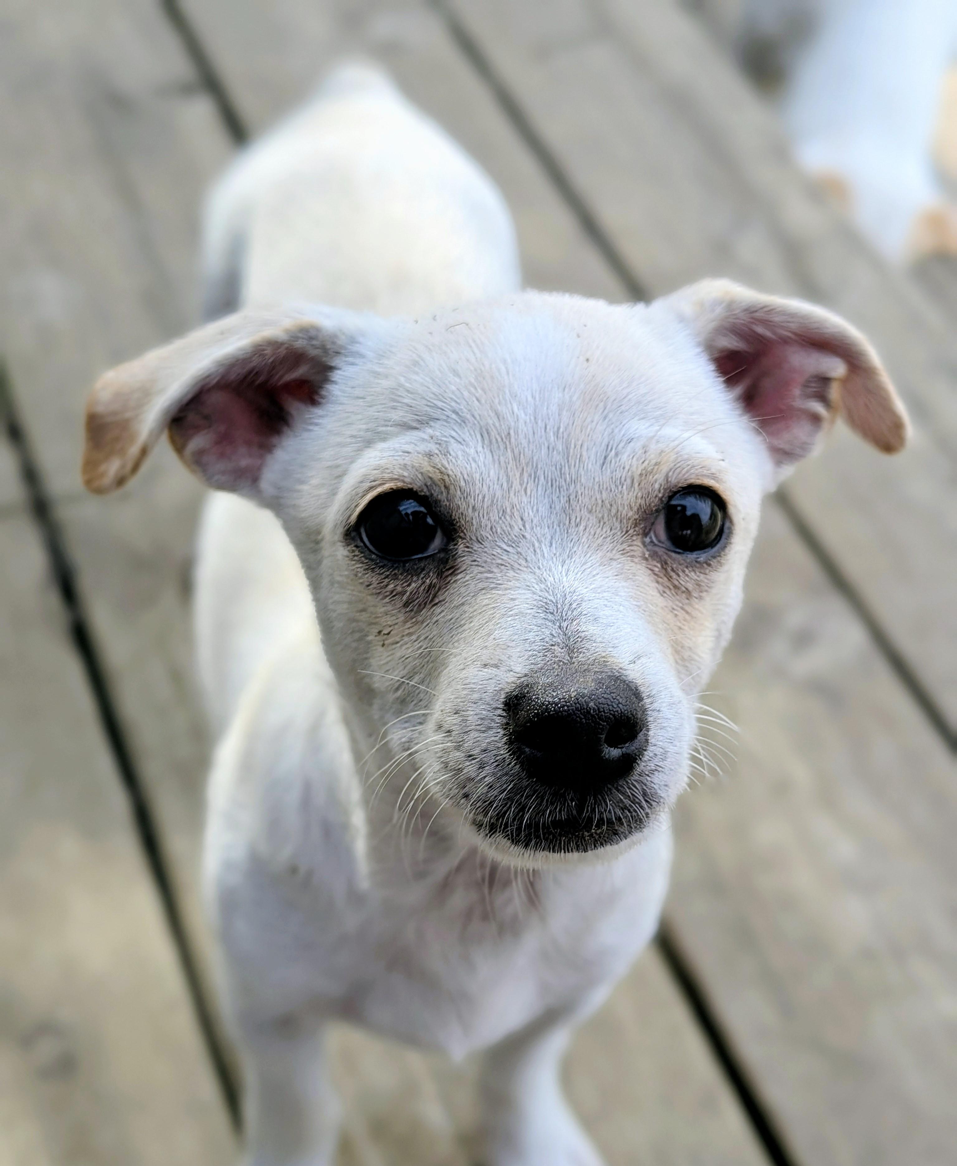 Albie, Adoptable, Puppy Male Chihuahua & Terrier.